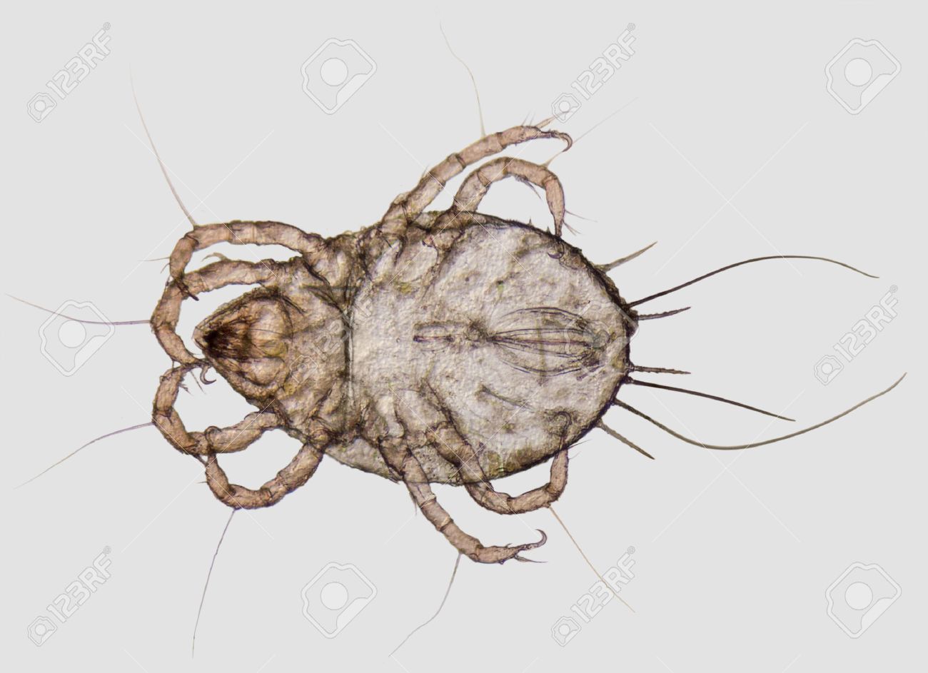 ácaros microscópicos ácaros microscópicos