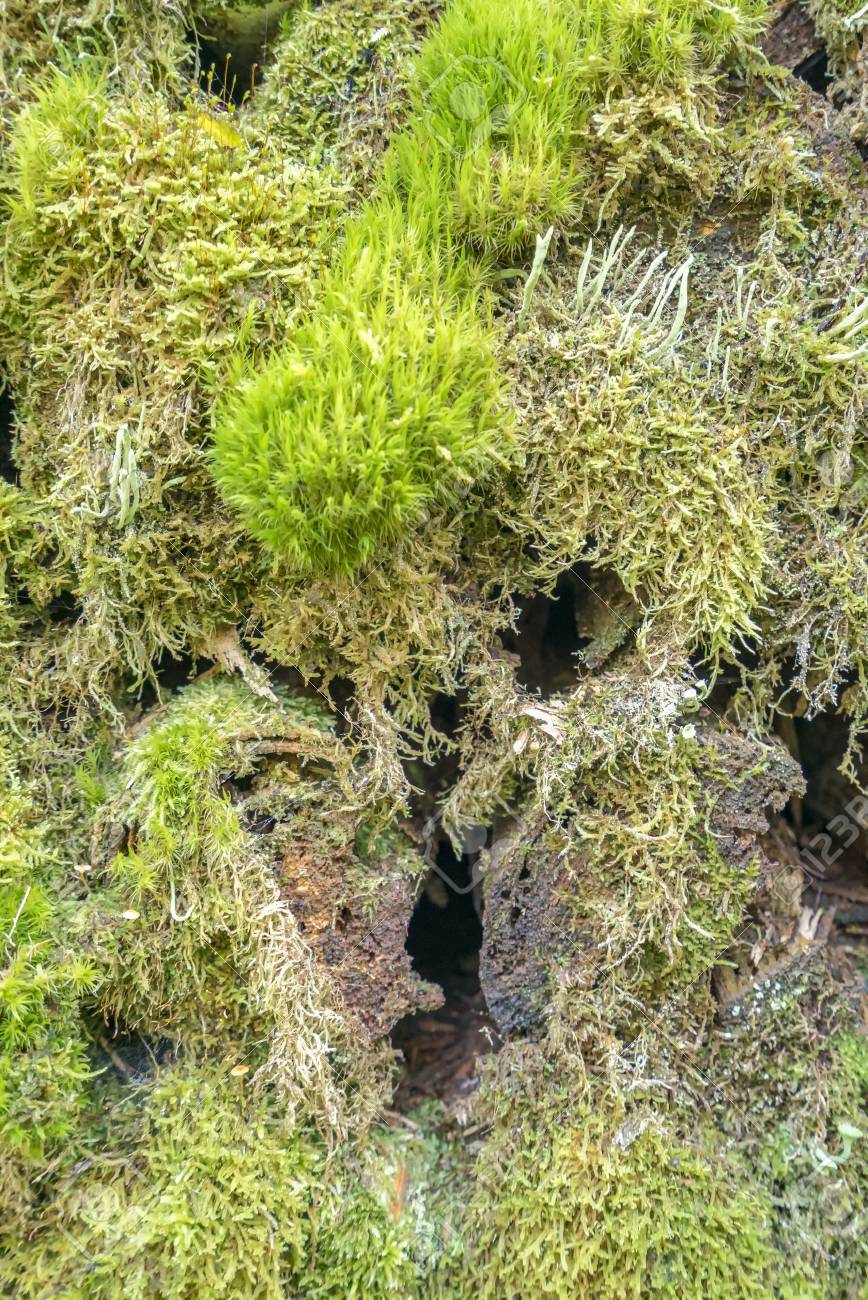 コケと地衣類緻密なグランド カバー植物のクローズ アップ の写真素材 画像素材 Image