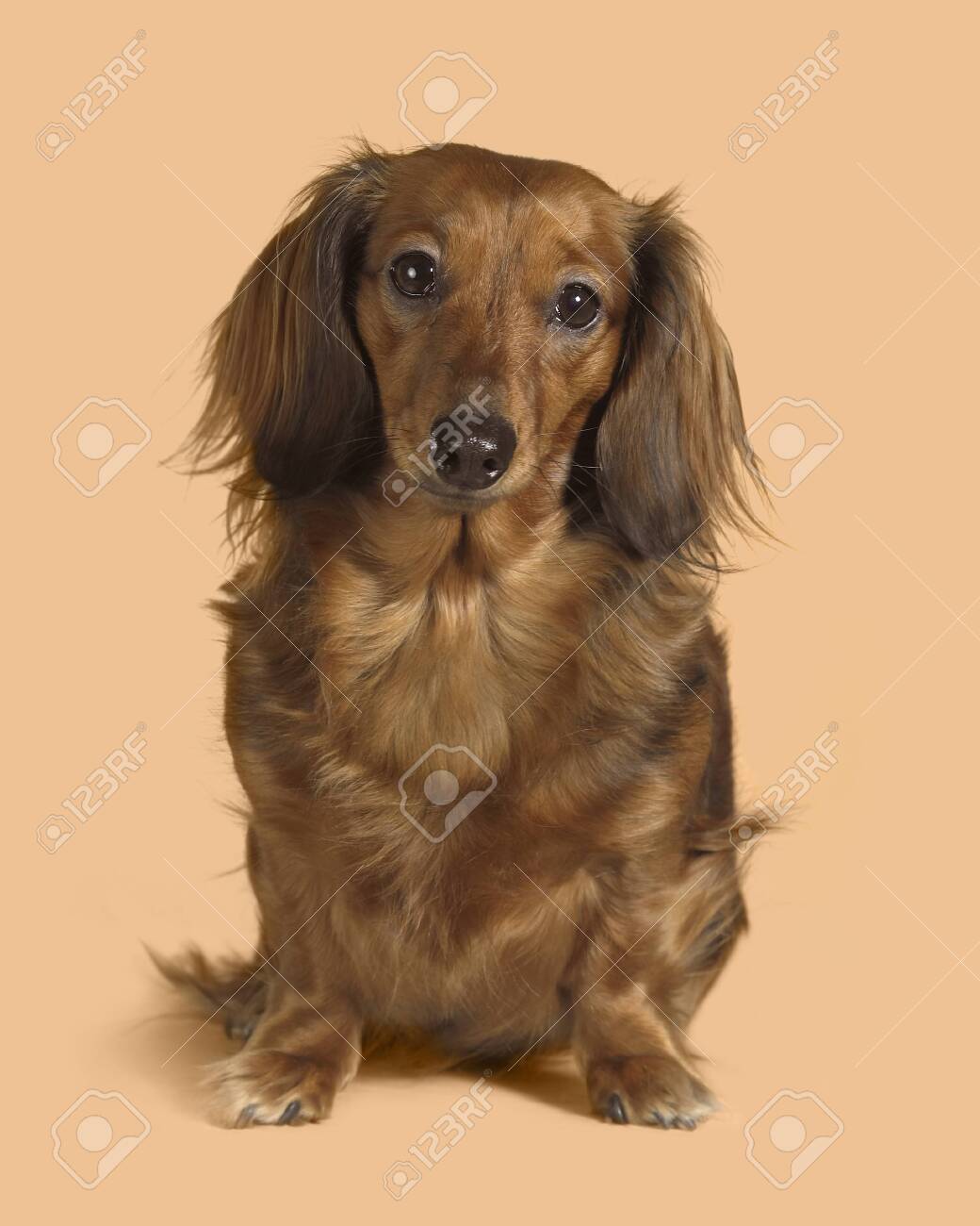 long weenie dog