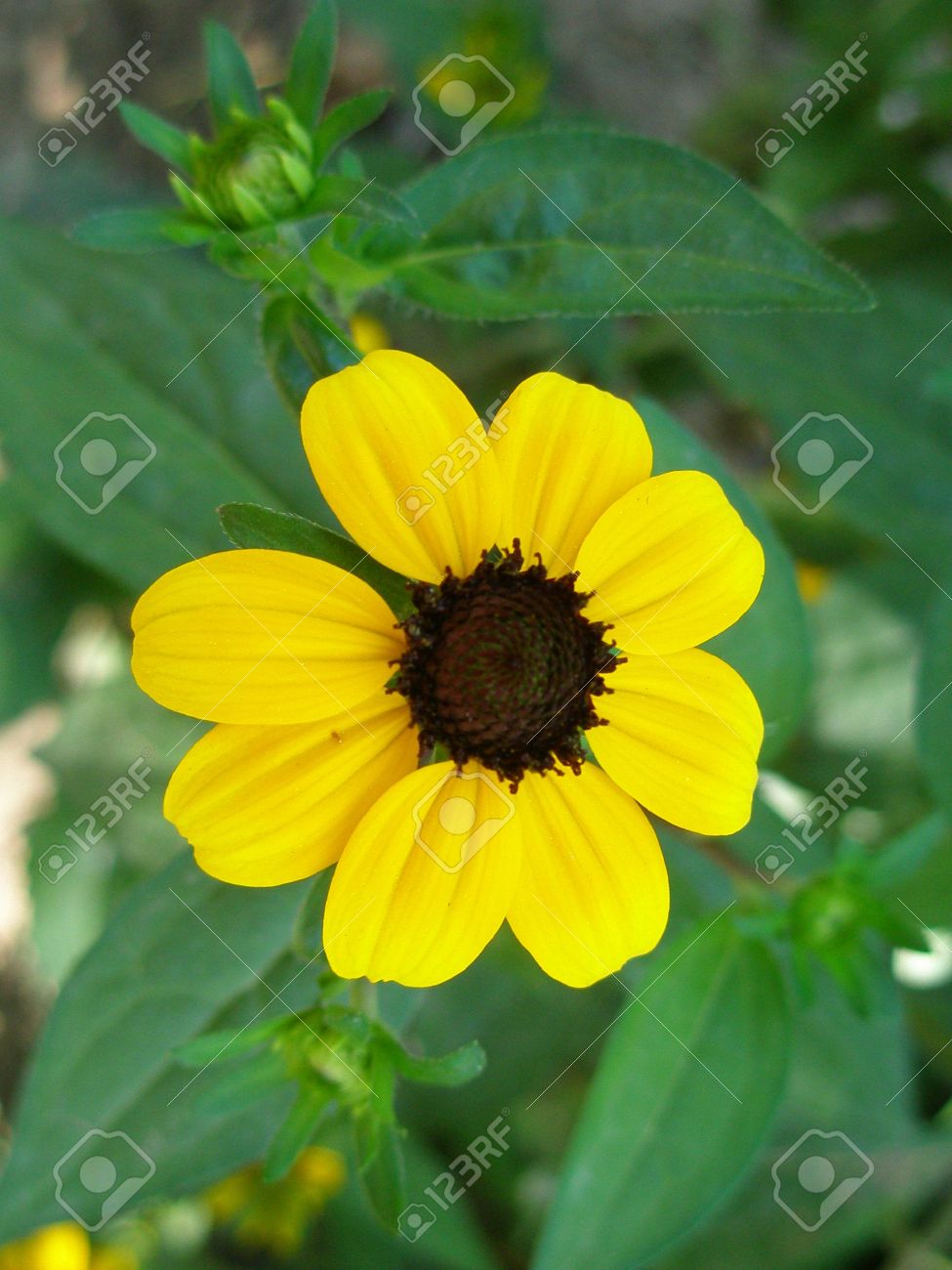 De Près De La Fleur Jaune à Noir Milieu