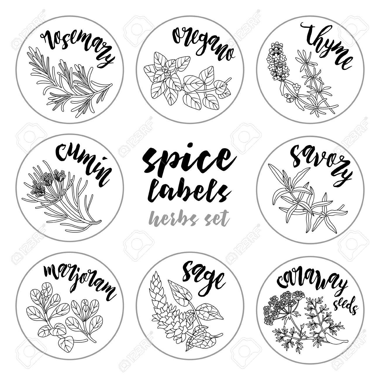 spices and herbs jar labels and stickers contour vector condiment