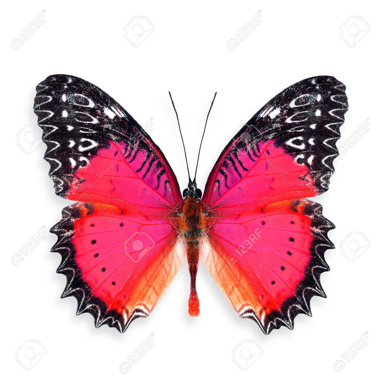 美しい赤い蝶 (赤クサカゲロウ) 空想の色の透明度の写真素材・画像素材