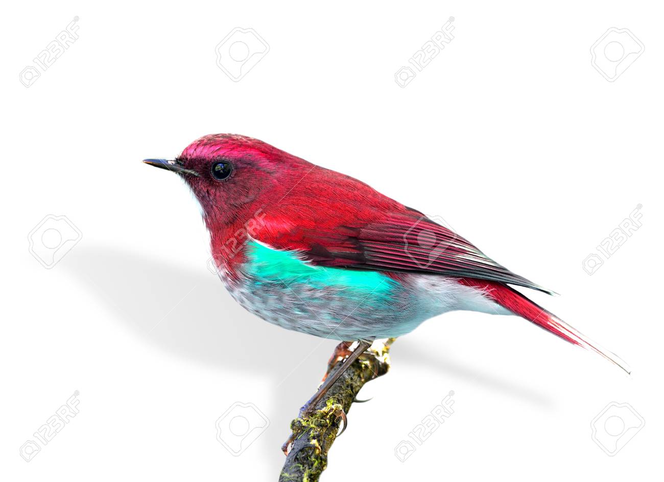 白い背景に分離された赤と青の鳥 の写真素材 画像素材 Image