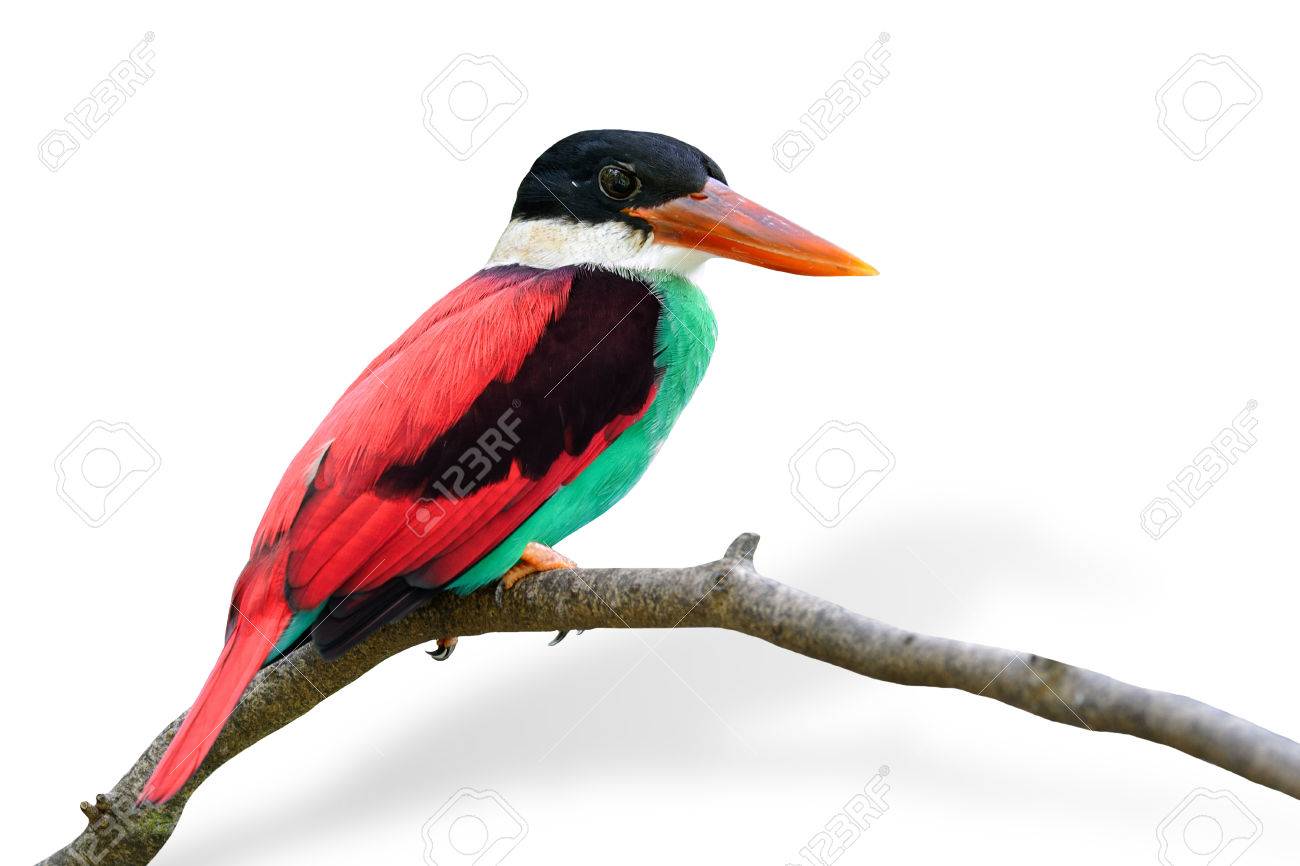 派手な色の白い背景で隔離の美しい赤と緑の鳥 の写真素材 画像素材 Image