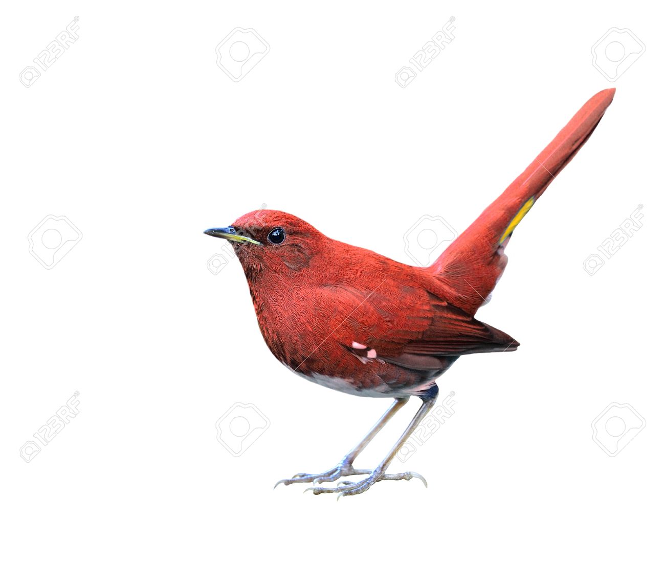 派手な色 白い腹 Redstart 白い背景で隔離の美しい赤い鳥 の写真素材 画像素材 Image