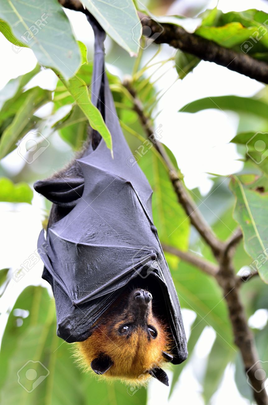 hanging flying fox or big bat waking up with big eyes while hangs