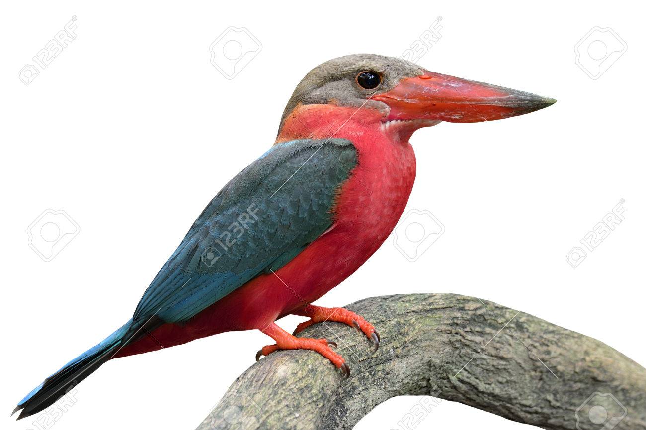 赤と青の鳥が白い背景で隔離の派手な色でコウノトリ請求カワセミ ハルシオン Capensis の写真素材 画像素材 Image