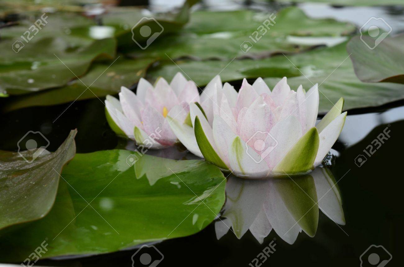 ピンクと白のスイレンや蓮の花の水の反射を浮遊しています の写真素材 画像素材 Image