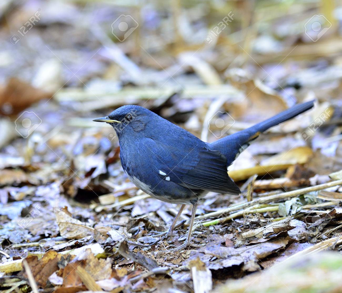 白腹 Redstart 白い腹 Redstart Hodgsonius Phaenicuroides タイの素敵な青い鳥 の写真素材 画像素材 Image 白腹 Redstart 白い腹 Redstart Hodgsonius Phaenicuroides タイの素敵な青い鳥 の写真素材 画像素材 Image