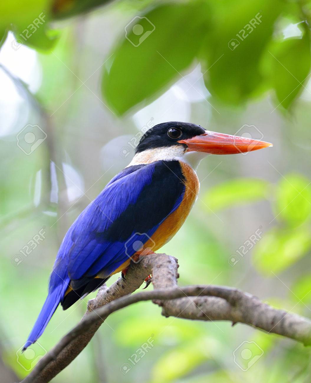 Bel Oiseau Black Capped Kingfisher Halcyon Pileata Une Facture Rouge Ailes Bleues Et Noires Tête Oiseau