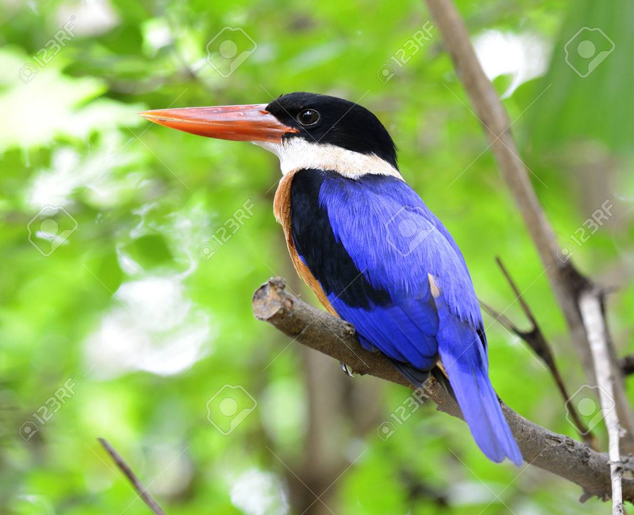 美しいヤマショウビン （ハルシオン Pileata） を持つ鳥青い翼、赤い ...