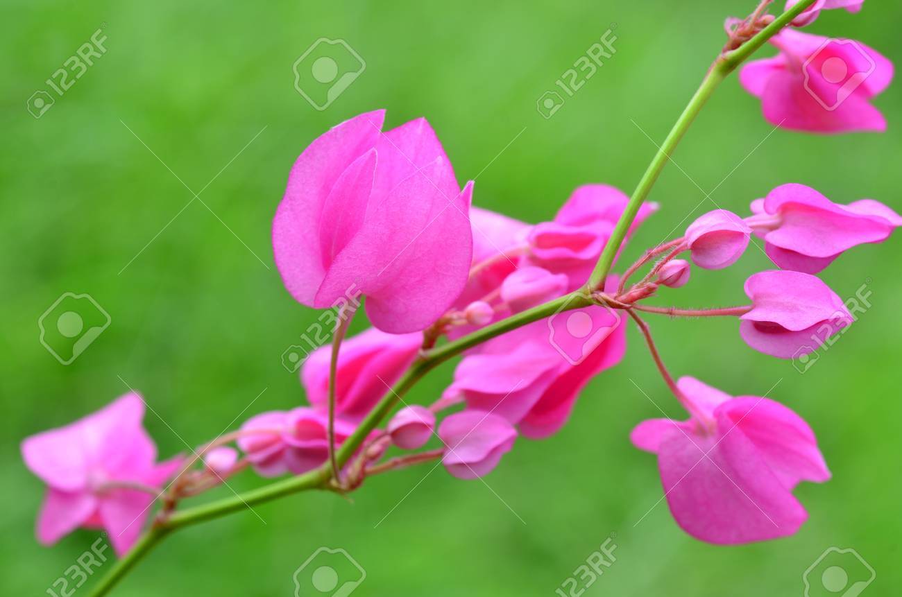 best of pink flower coral vine mexican creeper chain of love stock