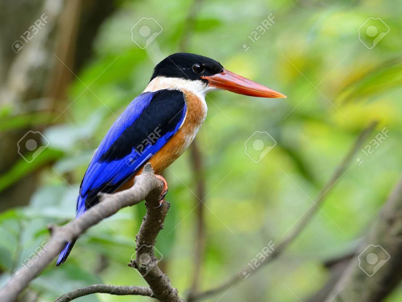 Noir Couvert Kingfisher Halcyon Pileata Loiseau Avec Des Factures Rouges Ailes Bleues Et Tête Noire