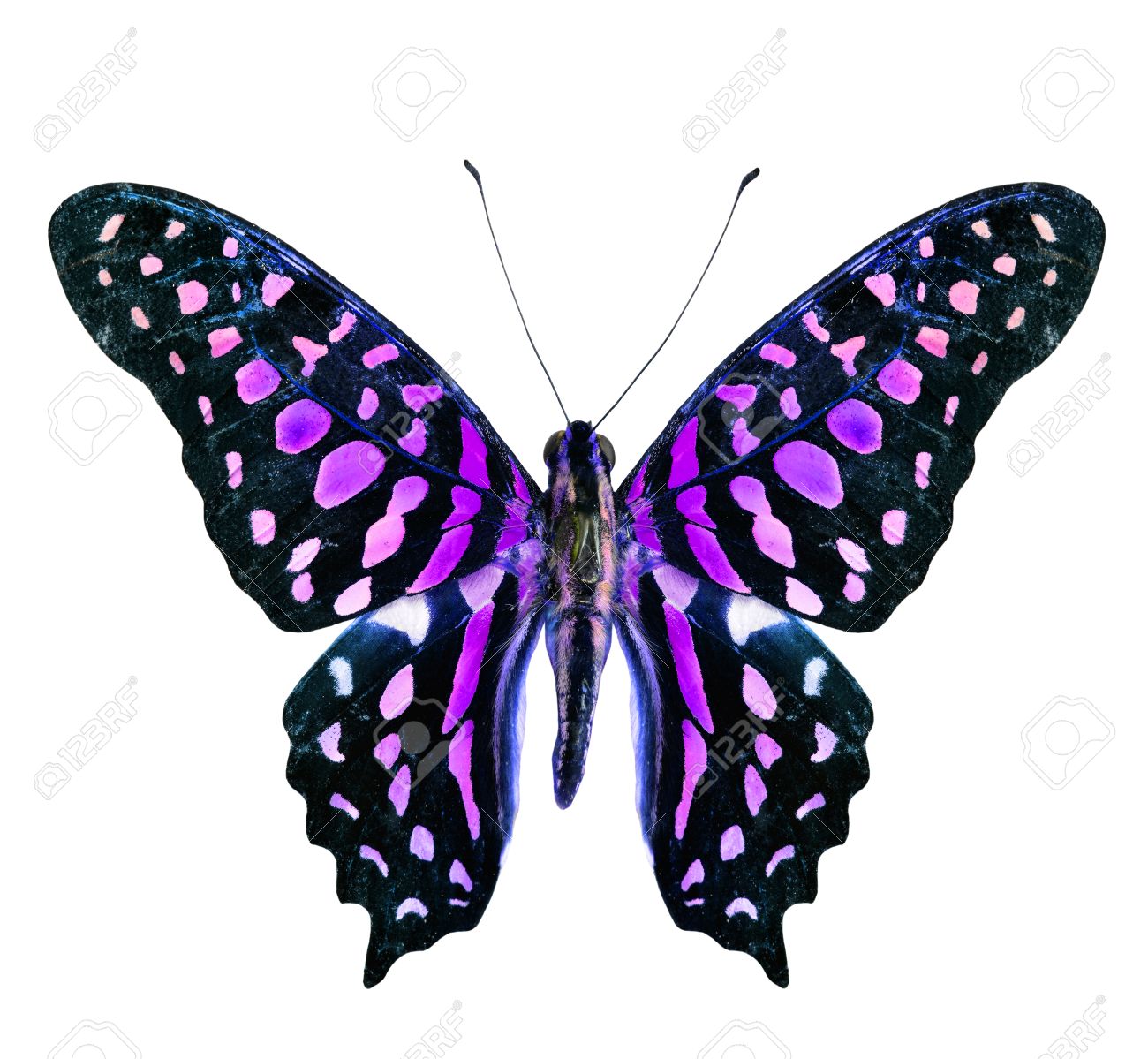 Purple and black butterfly