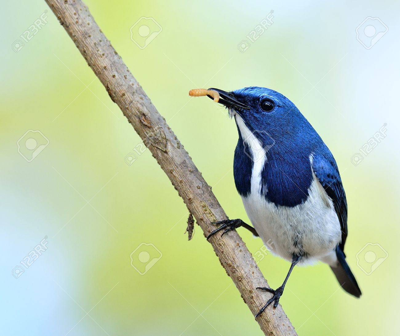 ウルトラマリン ヒタキ 彼の手形のワームは 食品を運ぶ美しい青い鳥のポーズ の写真素材 画像素材 Image