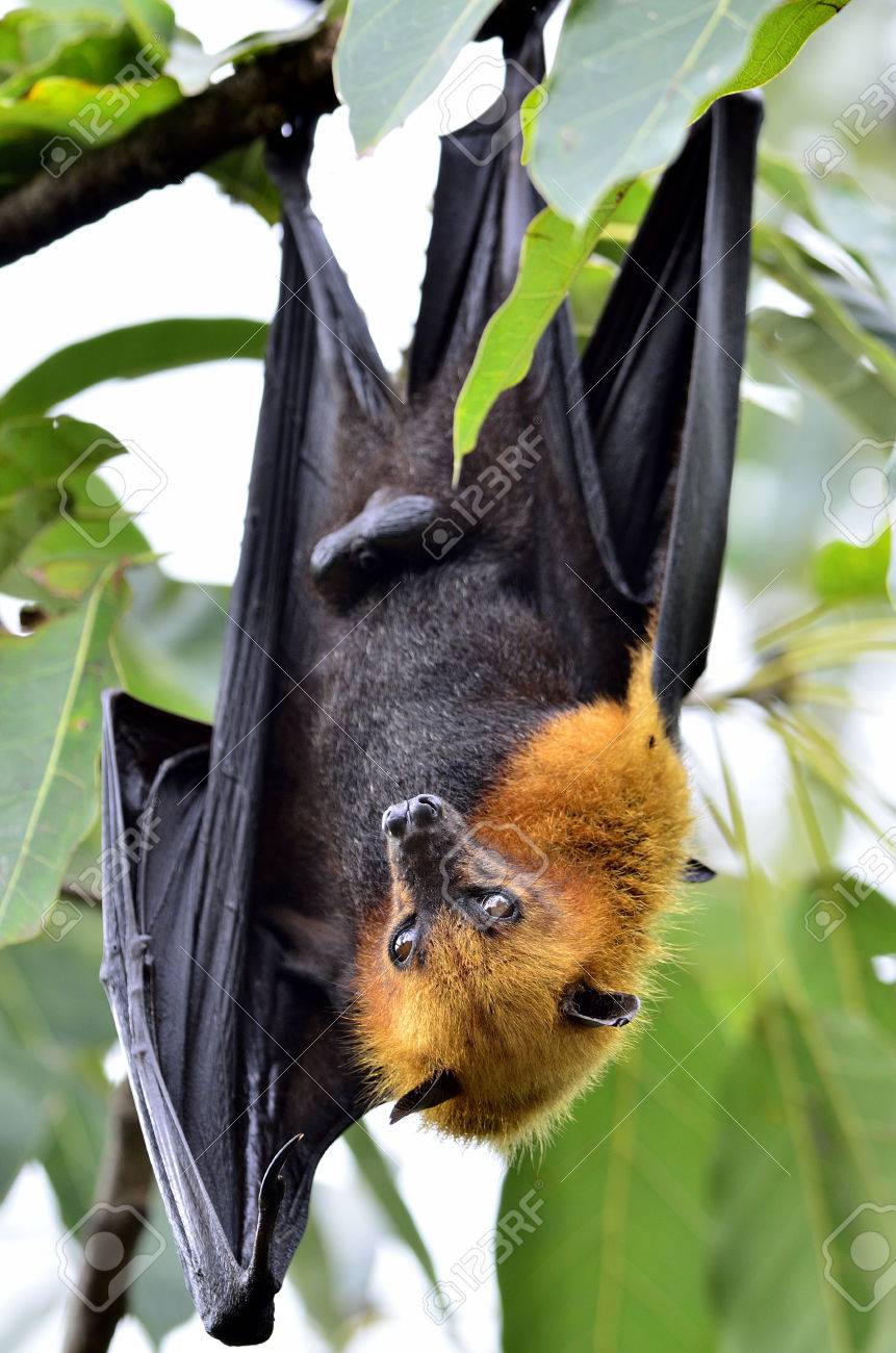 hanging flying fox waking up with big eyes while hangs on the