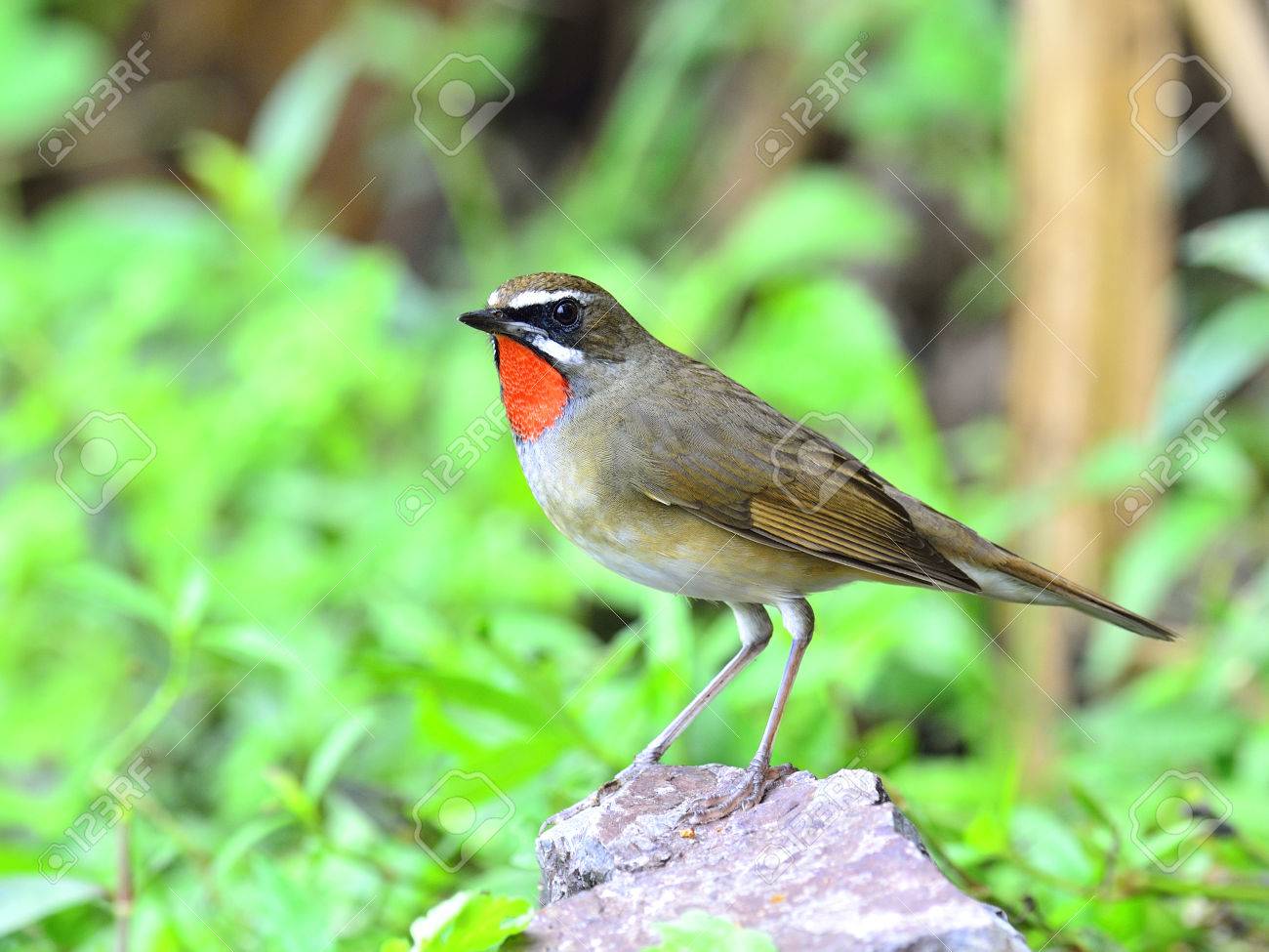 Rubythroat Sibérie Luscinia Sibilans Le Cuty Rouge Gorge Oiseau
