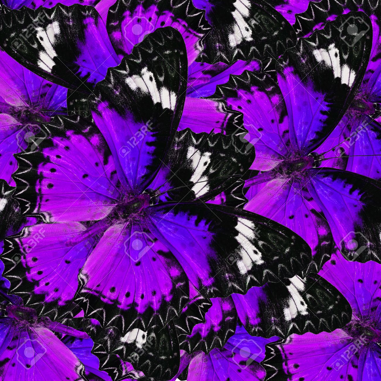 本格的なフレーム背景テクスチャで飛び回る甘い紫蝶 の写真素材 画像素材 Image