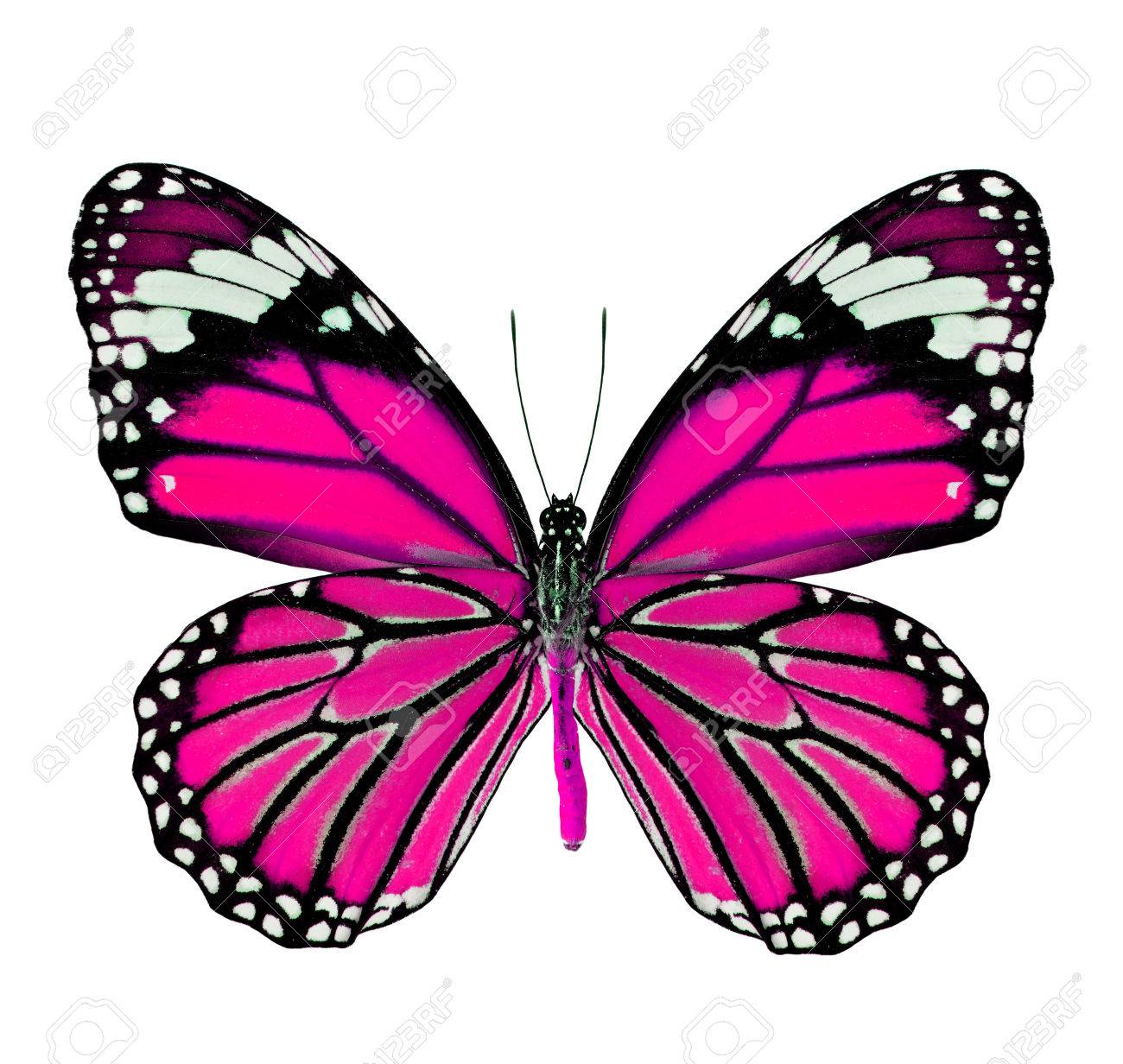 fancy white background