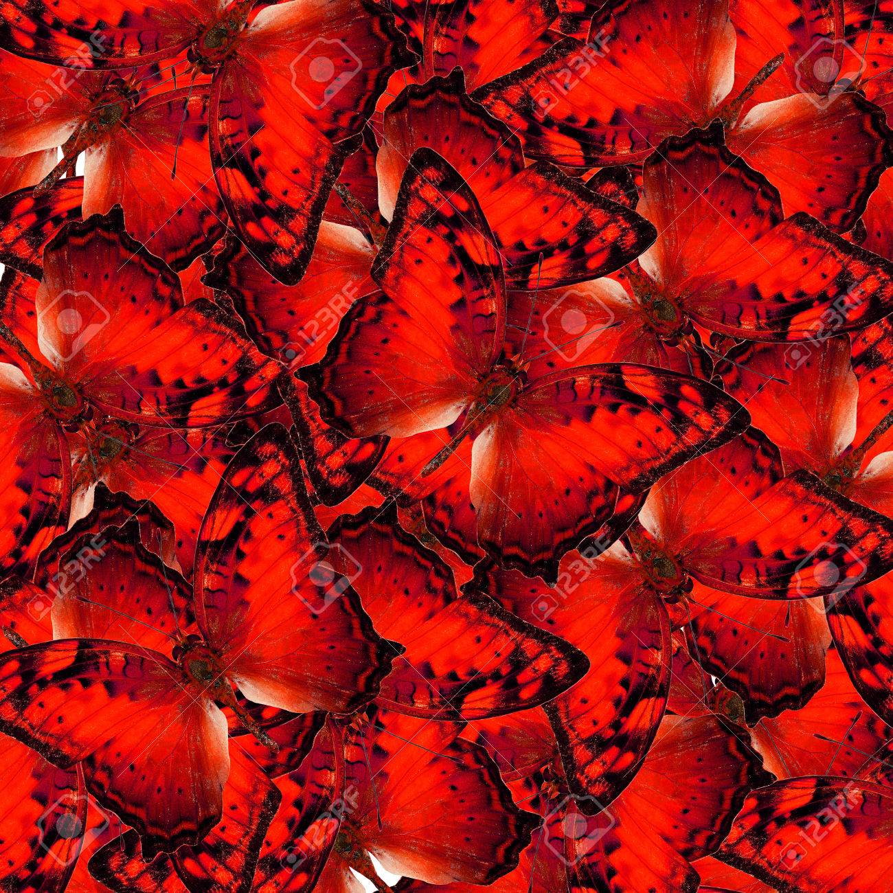 偉大な赤で派手な流浪の蝶背景テクスチャ の写真素材 画像素材 Image