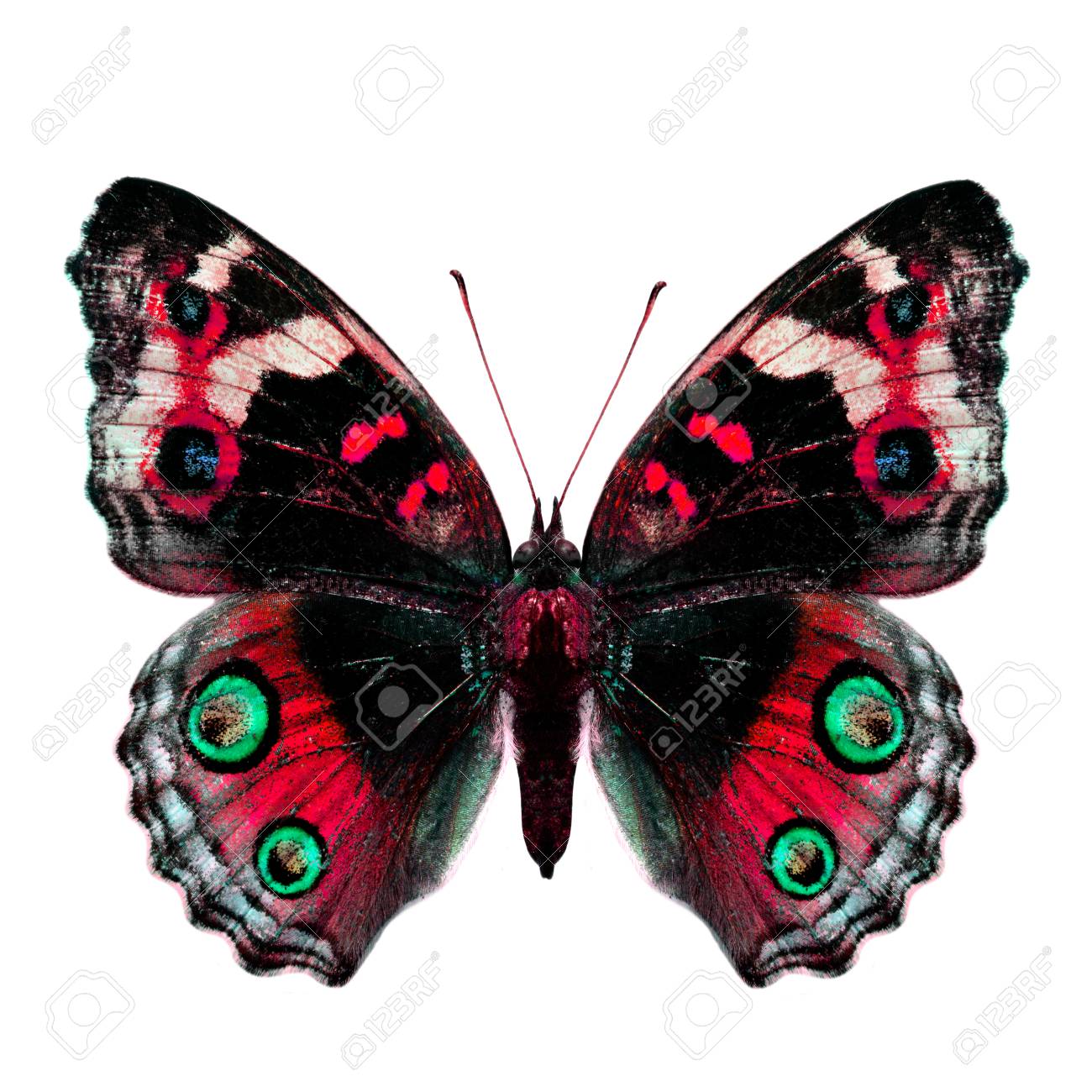 赤い派手な蝶 青いパンジー蝶 白い背景に分離 の写真素材 画像素材 Image