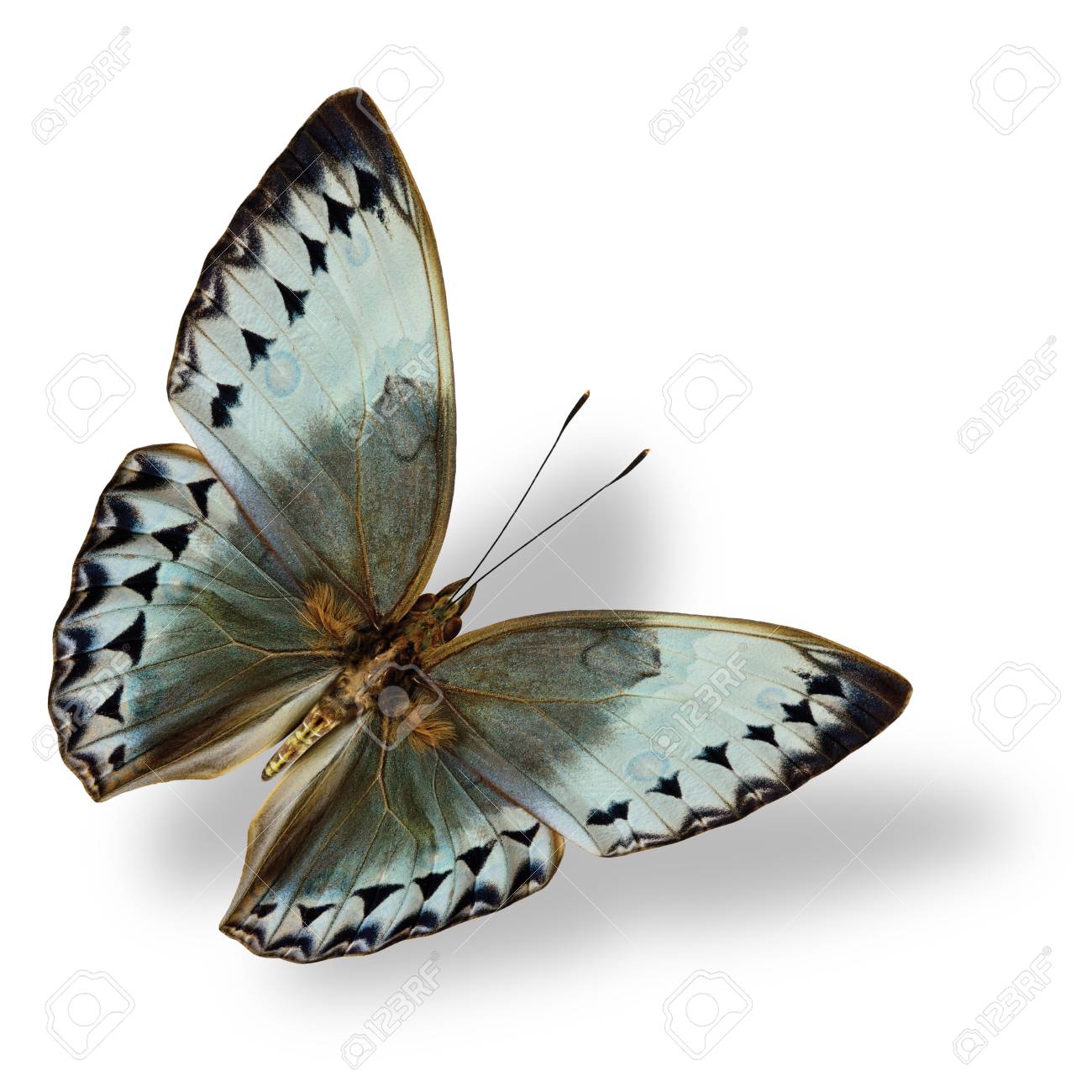 美しい飛んでグレーと淡いブルーの蝶 カンボジア Junglequeen 非常に珍しい蝶タイで発見 の写真素材 画像素材 Image