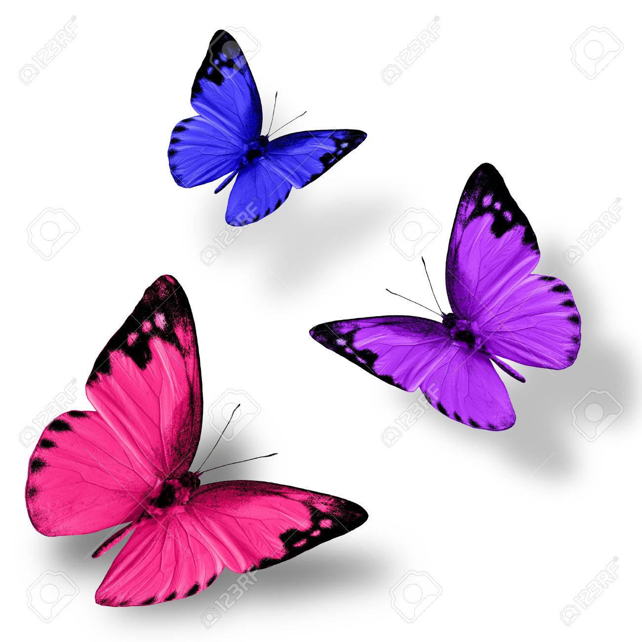 Beautiful Flying Pink Purple And Blue Butterfly On White Background Stock Photo Picture And Royalty Free Image Image 45279061