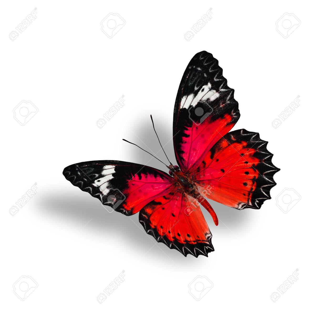 美しい飛行赤の蝶 (ヒョウ クサカゲロウ) ホワイト バック グラウンド