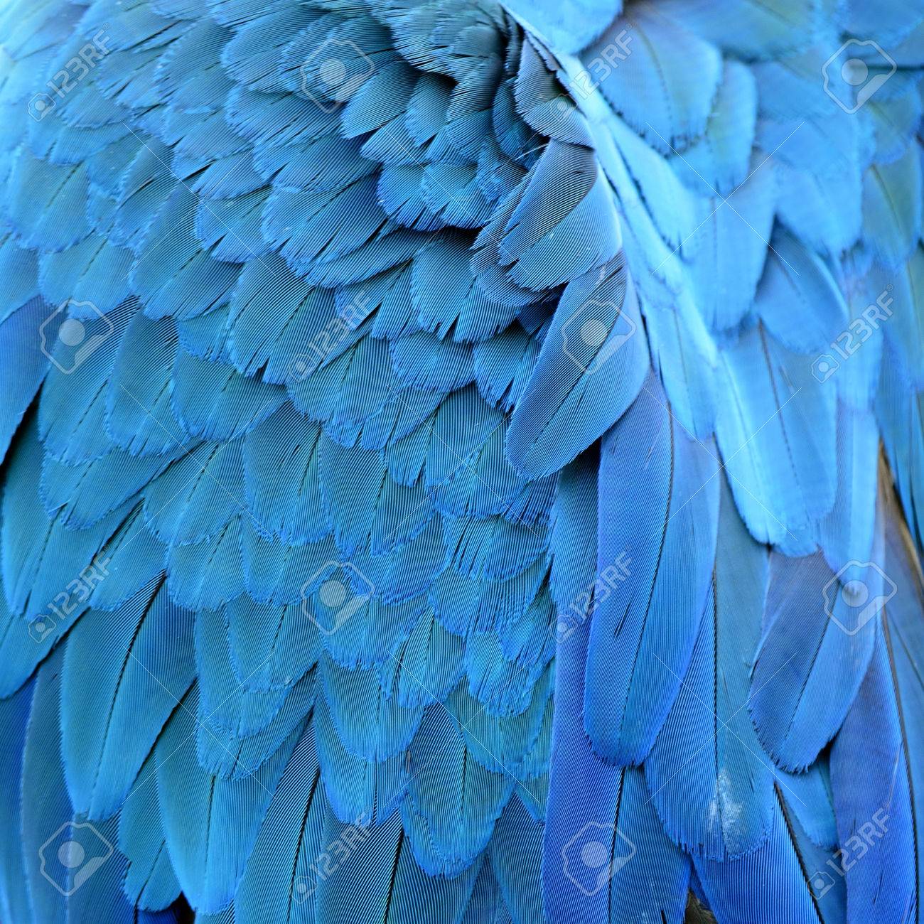 詳細と青と金のコンゴウインコの鳥の羽のクローズ アップ の写真素材 画像素材 Image
