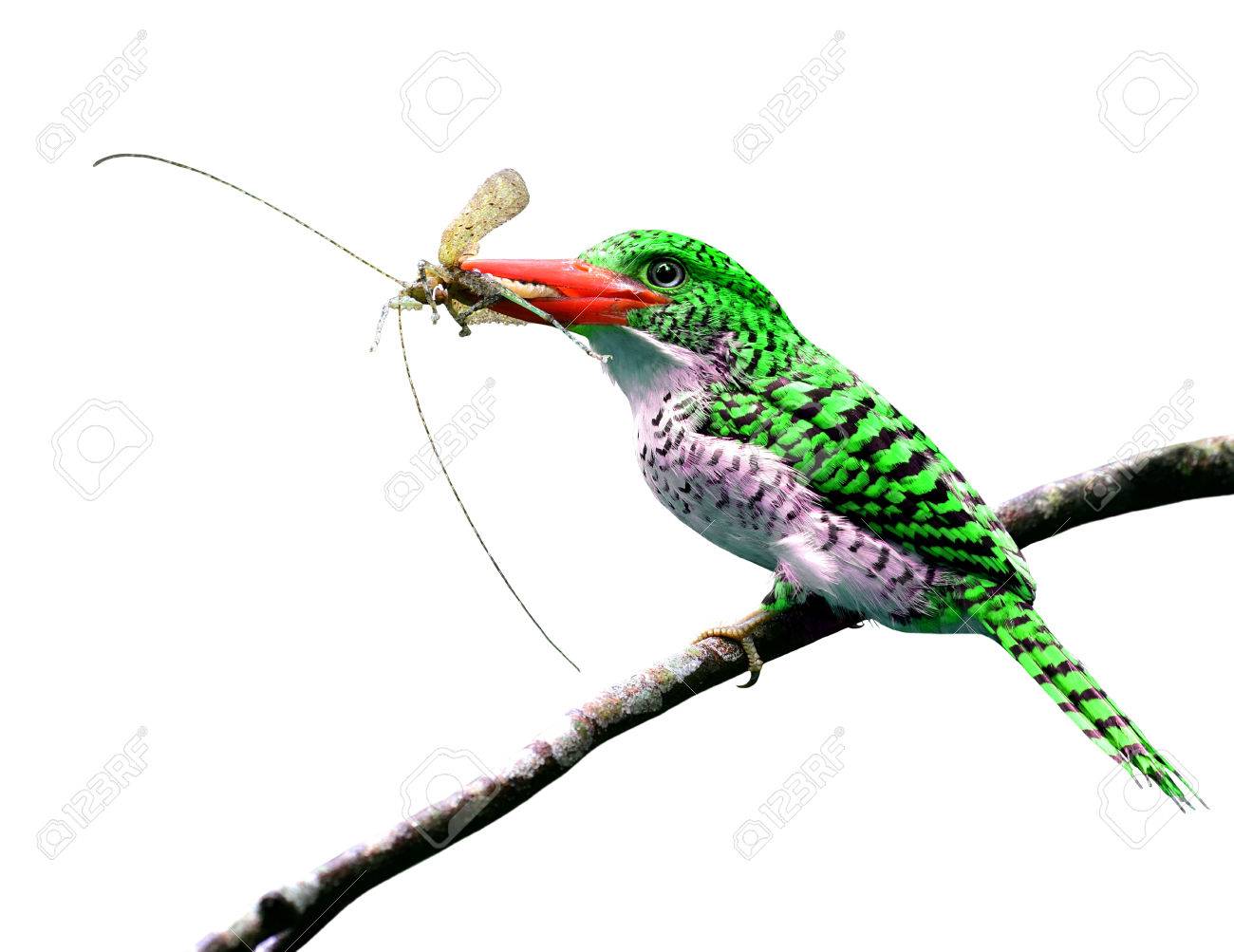 白い背景で隔離の雛をフィードする彼女の手形で昆虫を運ぶ赤い唇とエキゾチックな緑の鳥 の写真素材 画像素材 Image