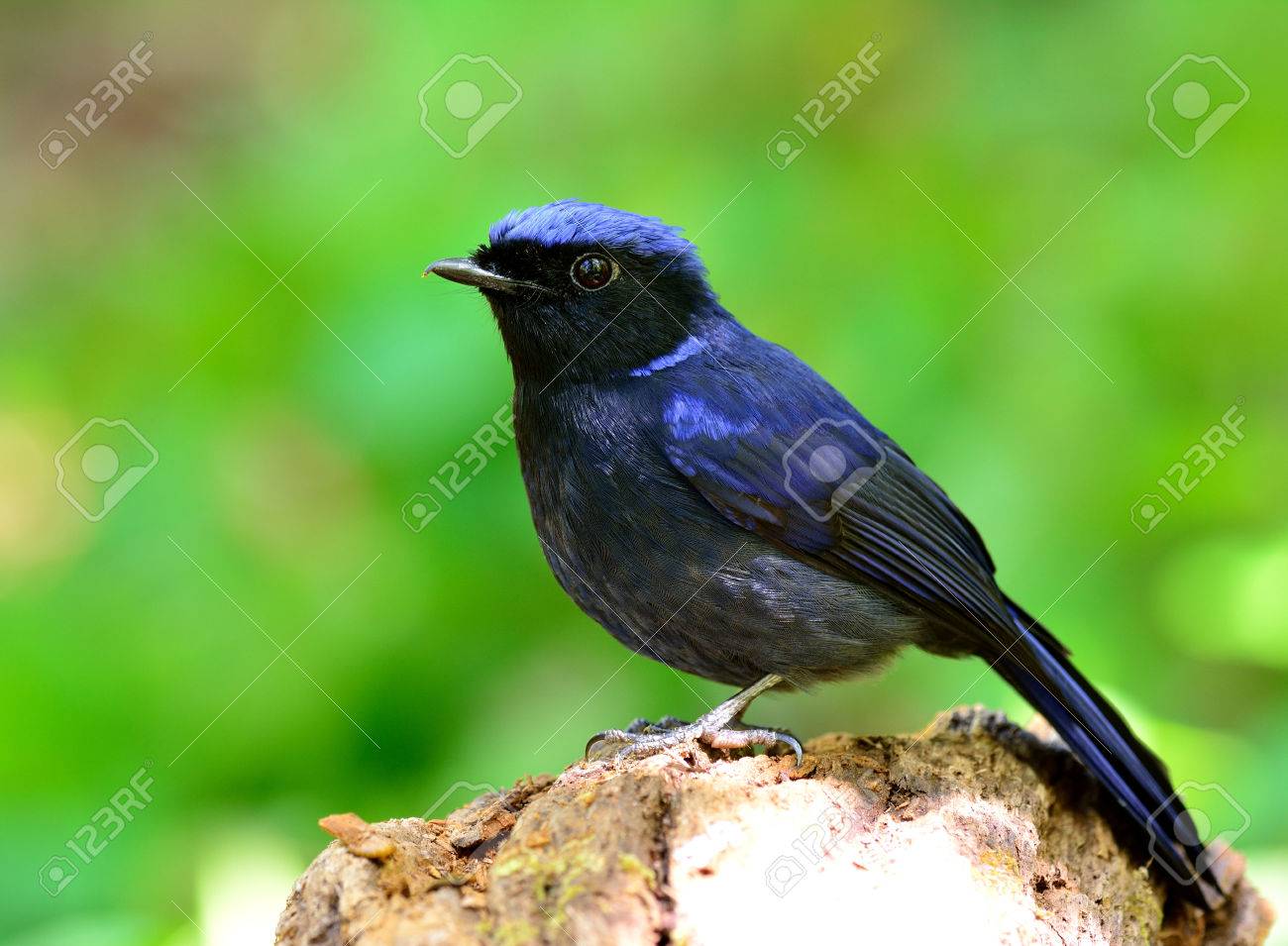Homme De Grande Niltava Niltava Grandis Le Joli Oiseau Bleu Foncé Perché Sur Le Sol En Bois Sur Un Fond Flou Noir