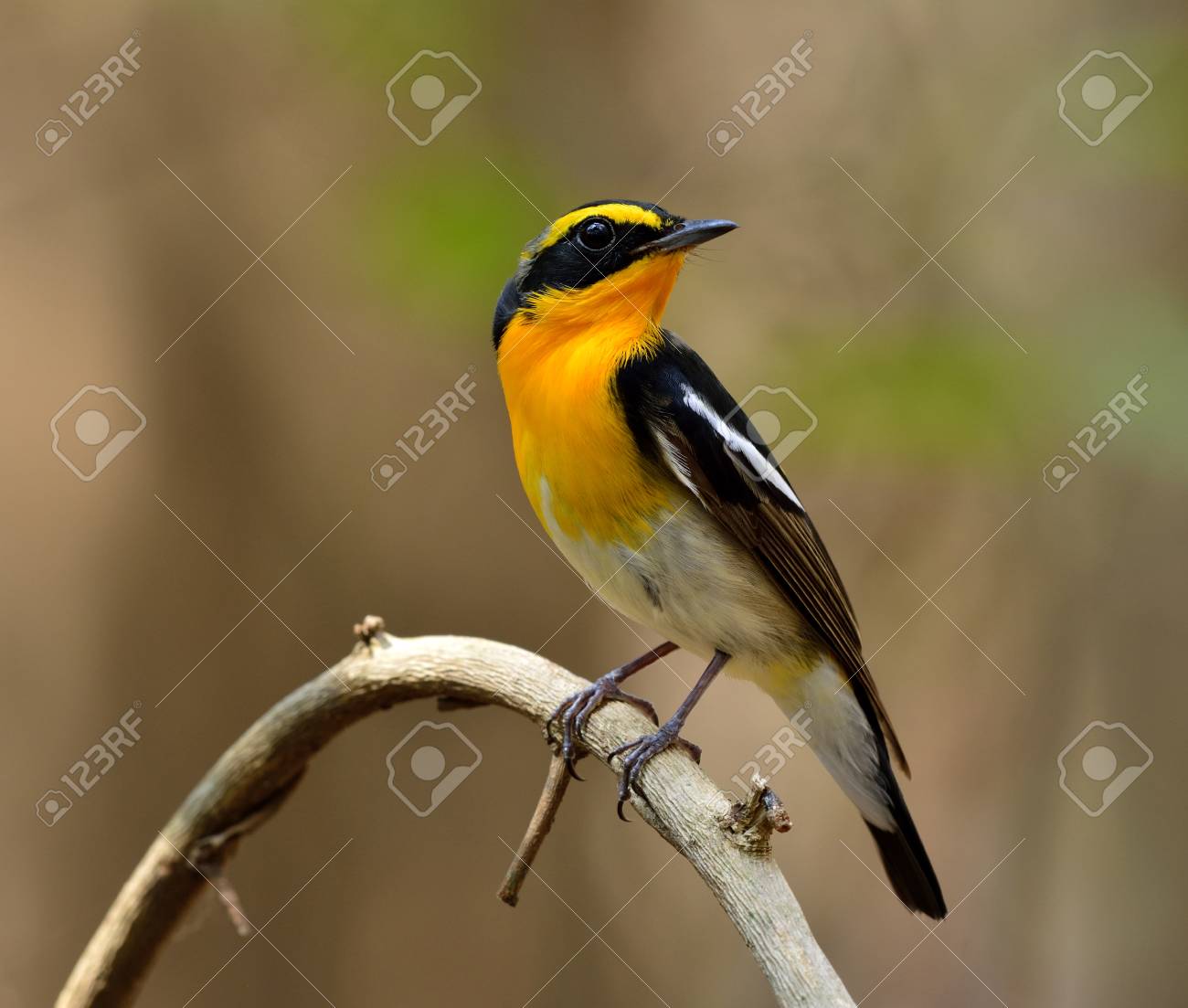 キビタキ キビタキ Zanthopygia 美しい黄色 黒とグレーはその首に黄色の羽を示す外に出して枝に止まった色の男性 の写真素材 画像素材 Image