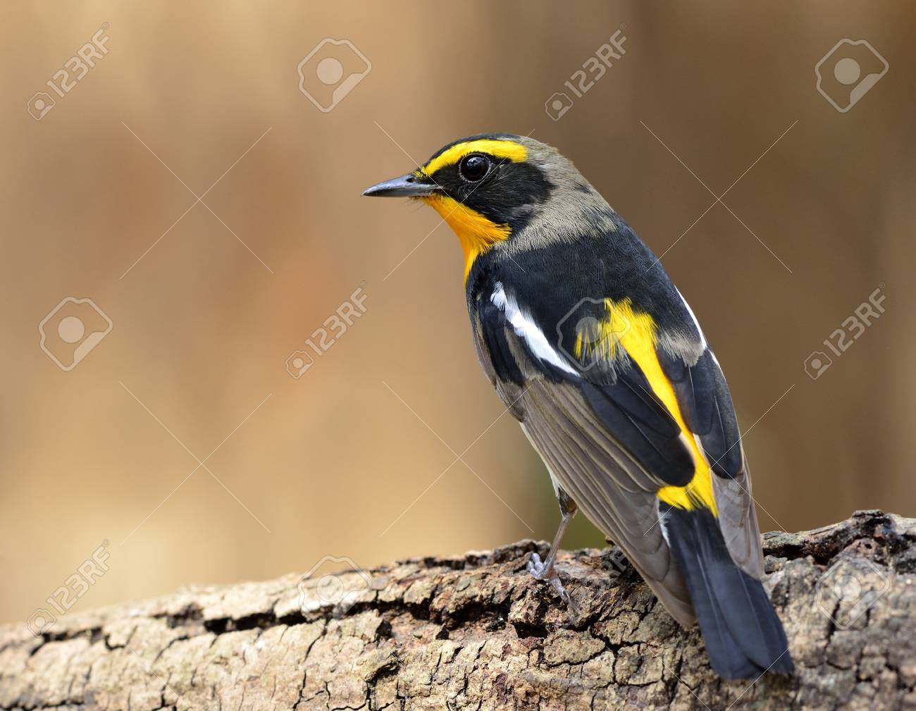 キビタキ キビタキ Zanthopygia の男性その背中を示すログに黒とグレーの色立って 美しい黄色の羽のプロフィール の写真素材 画像素材 Image