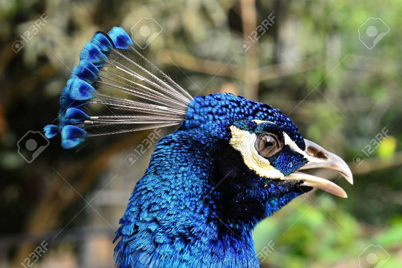 La Tête Bleue De Indian Peacock Le Plus Beau Oiseau Du Monde Loiseau Bleu