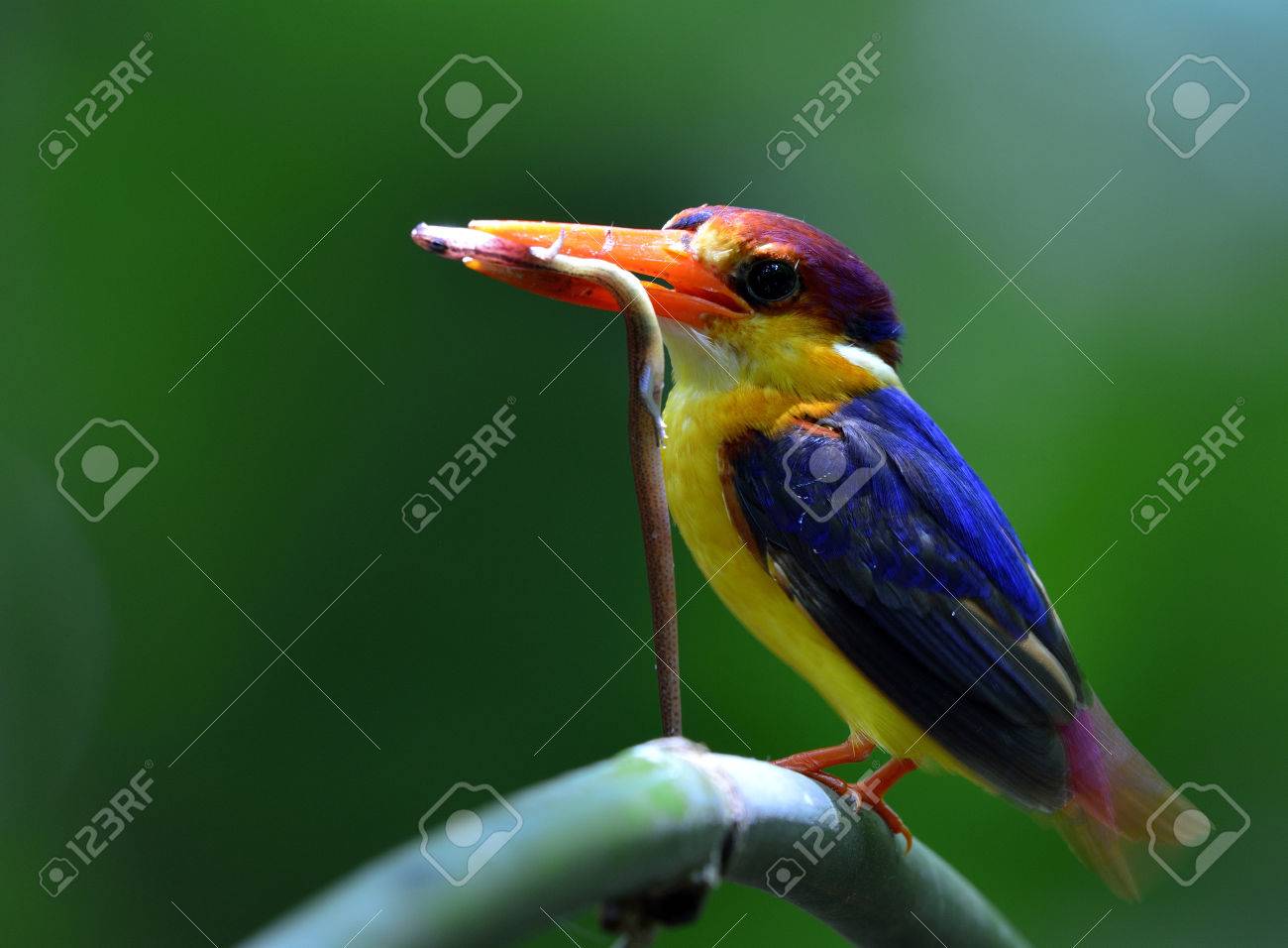Martin Chasseur à Dos Noir Ceyx Erithaca Un Oiseau Rouge Et Orange Vif Avec Des Ailes Bleu Foncé Posé Sur La Branche De Bambou Portant Un Lézard