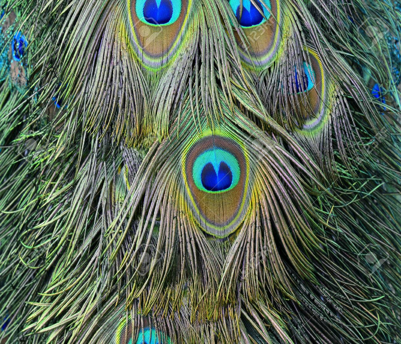 近くを美しい緑と金と青の見えるスポット インド孔雀の尾 最も美しい鳥の羽背景感 の写真素材 画像素材 Image