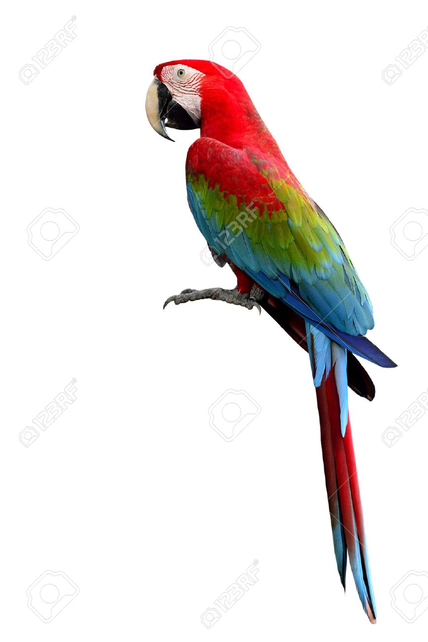 green winged macaw parrot beuatiful multi colors birds with stock
