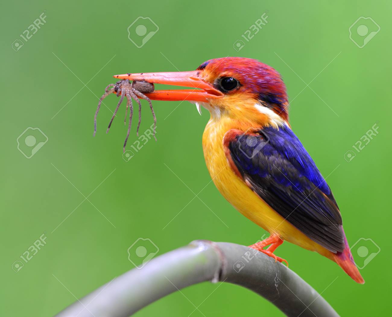 Martin Pêcheur Nain Oriental Ceyx Erithaca Ou Martin Pêcheur à Dos Noir Un Magnifique Petit Oiseau Orange Avec Des Ailes Bleu Foncé Et Des Becs