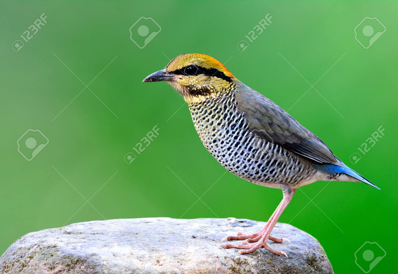 Femelle Bleu Pitta Hydrornis Cyaneus Beau Bleu Oiseau Jaune à Orange Tête