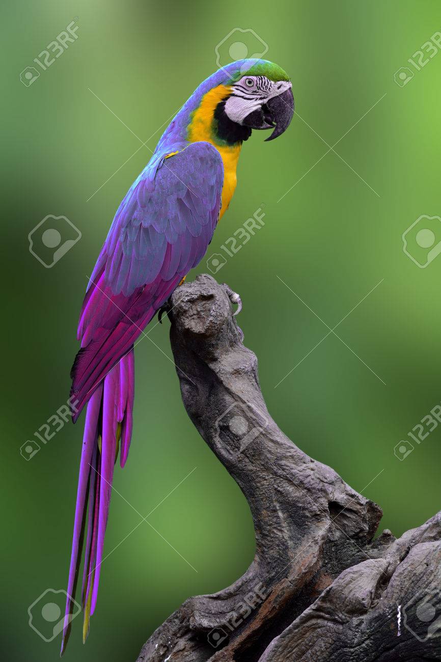 細かい紫青のコンゴウインコ オウム鳥止まった緑ぼかし背景 派手な鳥のログへ の写真素材 画像素材 Image