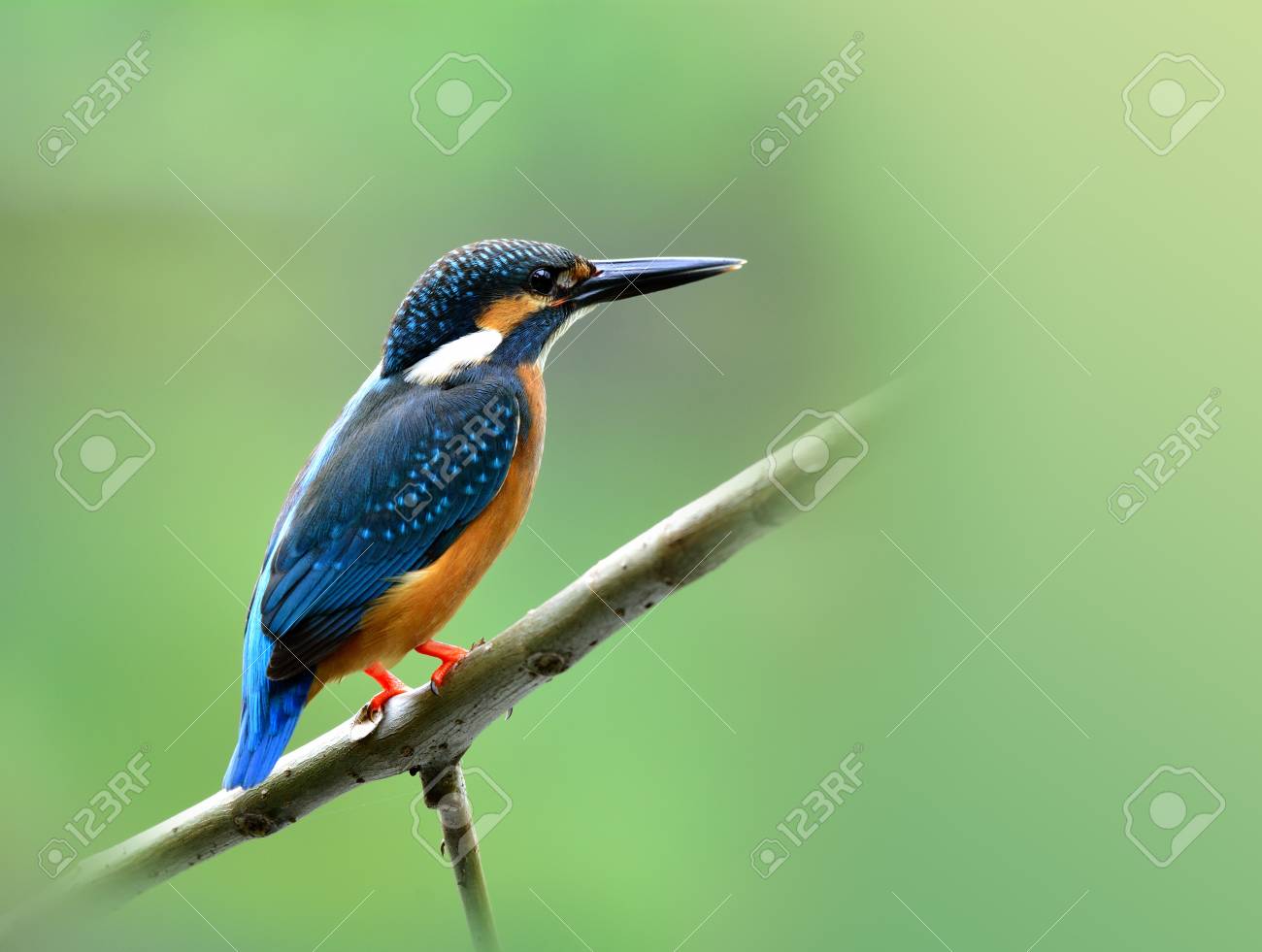 Martin Pêcheur Commun Alcedo Atthis Beau Petit Oiseau Bleu Se Percher Sur La Branche Au Cours De La Matinée éclairage Fin Derrière La Nature