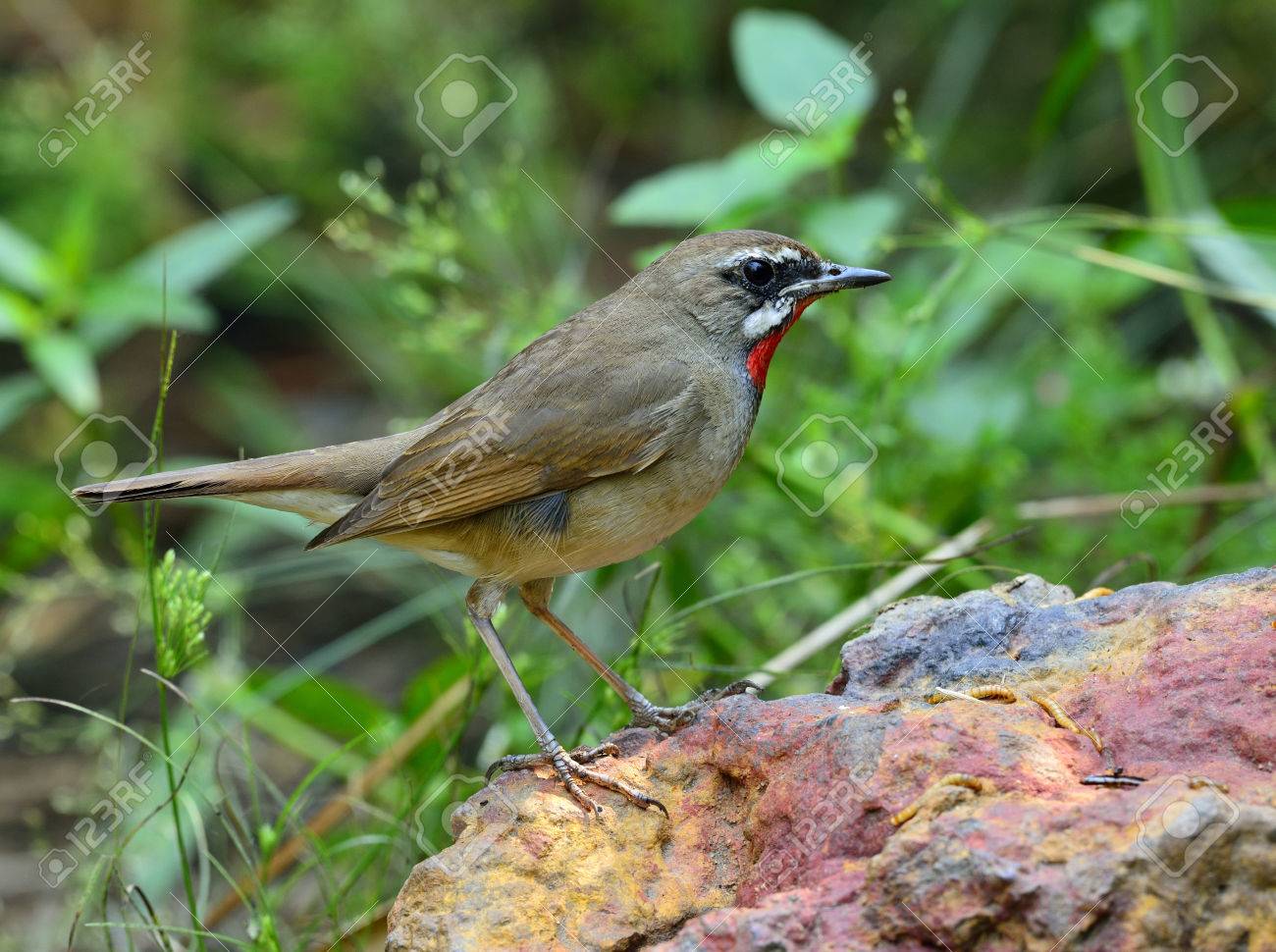 Rubythroat De Sibérie Calliope Calliope Un Petit Oiseau Passereau Brun Avec Le Cou Rouge Vif Debout Sur Le Roc Avec De Nombreux Appâts Ver