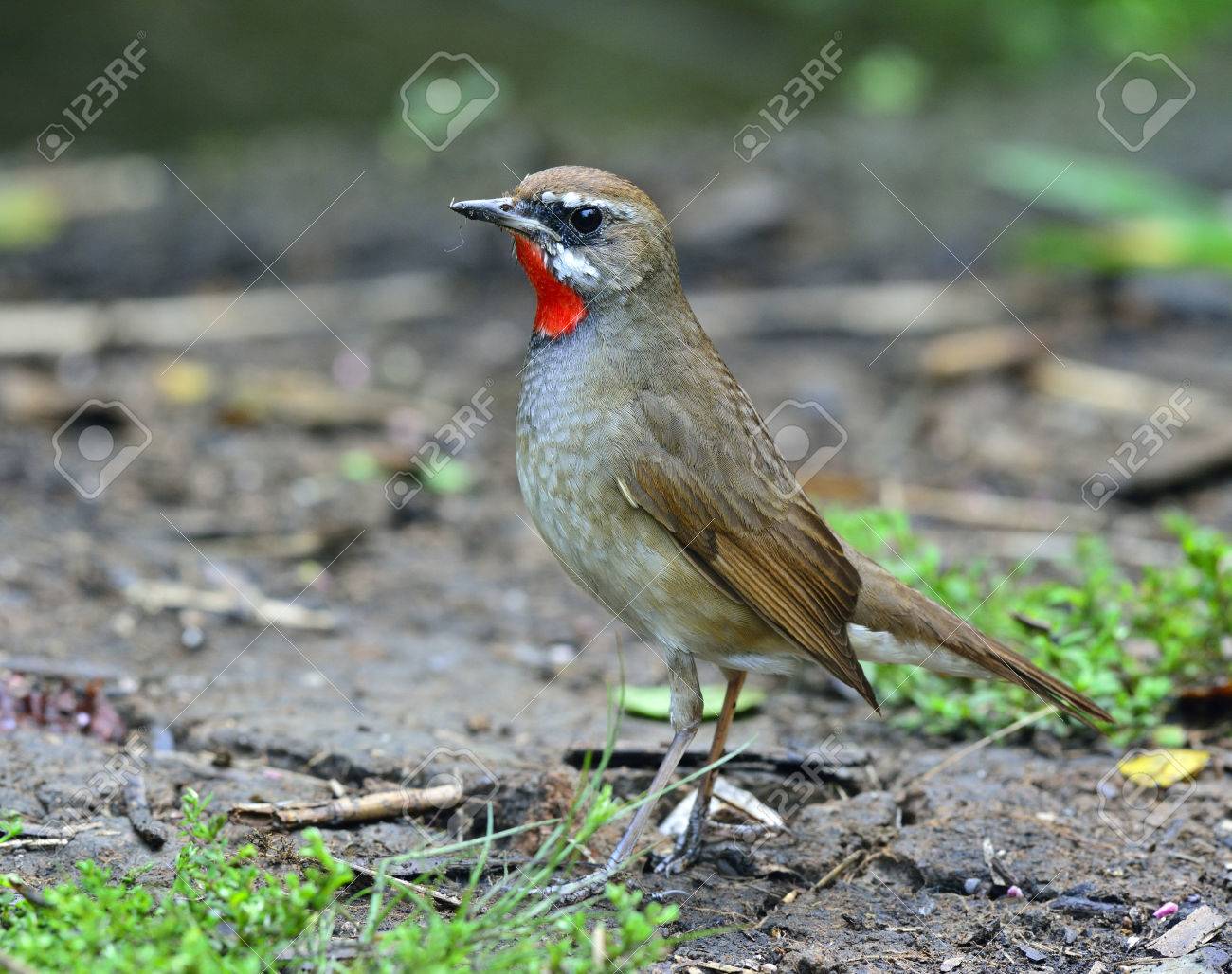 Petit Oiseau Noir Au Cou Rouge Charlotte Ducron Flickr