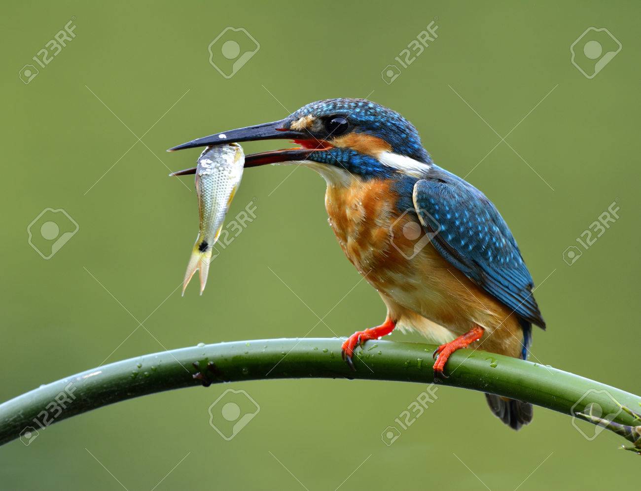 一般的なカワセミ カワセミ 美しい青い鳥曲線竹枝 魅了されて自然に止まったしながら口の中に新鮮な魚を運ぶ の写真素材 画像素材 Image