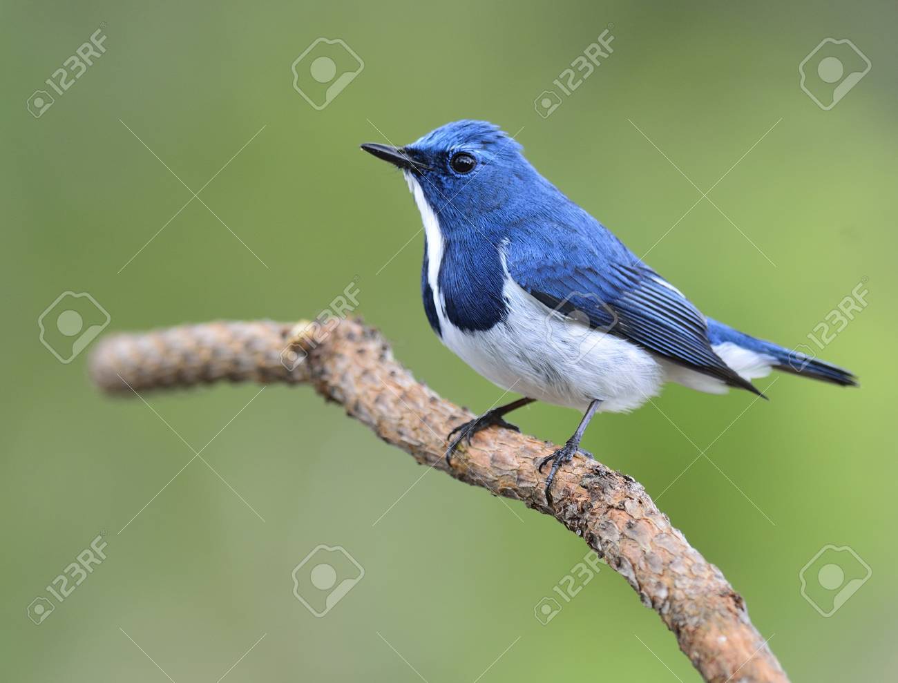 Moucherolle Ultamarine Superciliaris Ficedula Un Bel Petit Oiseau Bleu Posé Sur La Branche De La Pile Sur Fond Vert Lointain Dans La Nature