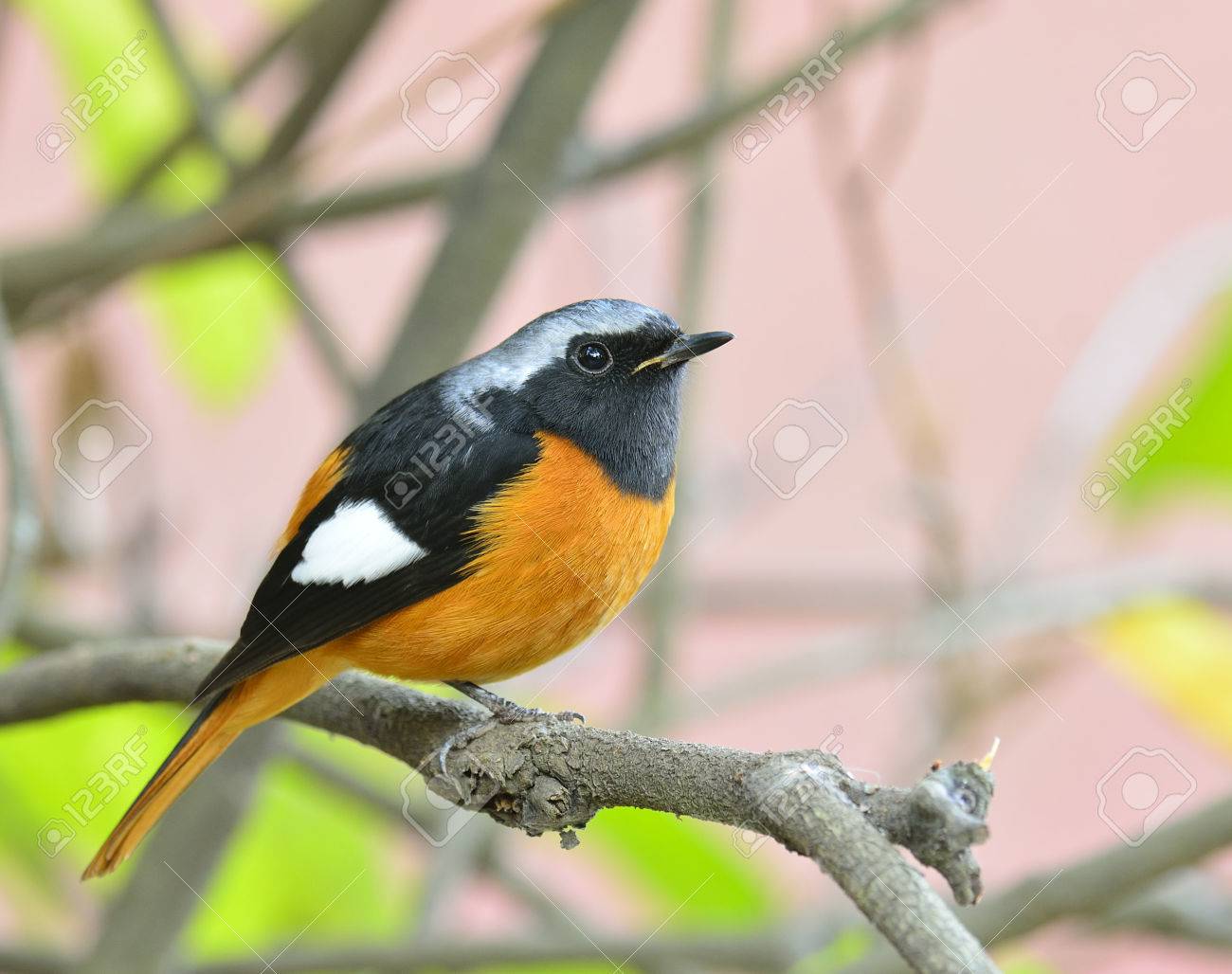 オレンジ色の美しいぽっちゃり鳥ジョウビタキ Auroreus Phoenicurus の腹黒い翼と銀 ピンクの背景の木の枝に止まった魅了生き物 の写真素材 画像素材 Image