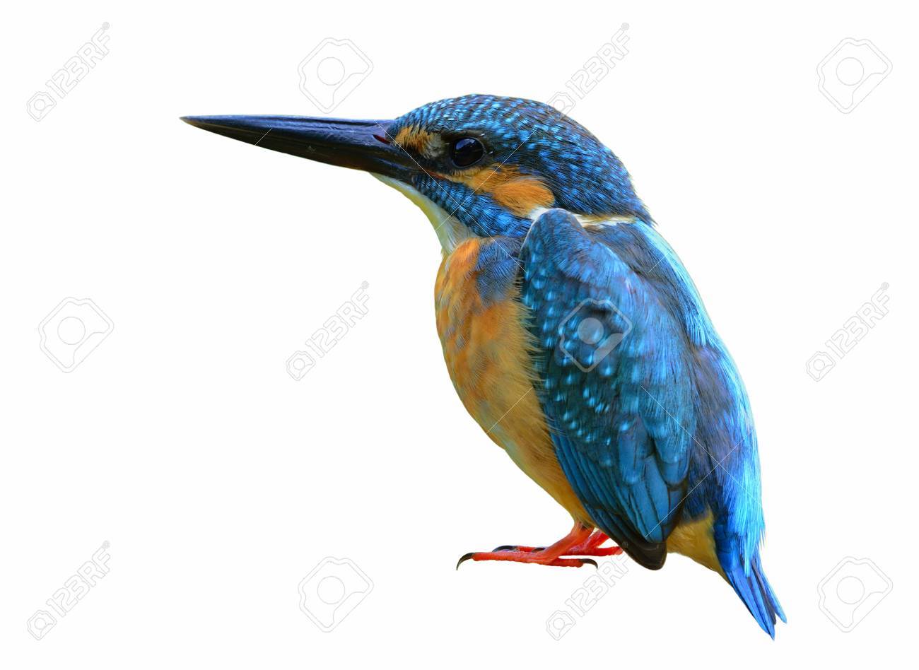 Eisvogel Alcedo Atthis Eurasische Oder Fluss Eisvogel Schone Blaue Vogel Auf Weissem Hintergrund Seiner Seite Federn Getrennt Zeigen Faszinierende Natur Lizenzfreie Fotos Bilder Und Stock Fotografie Image 66287010