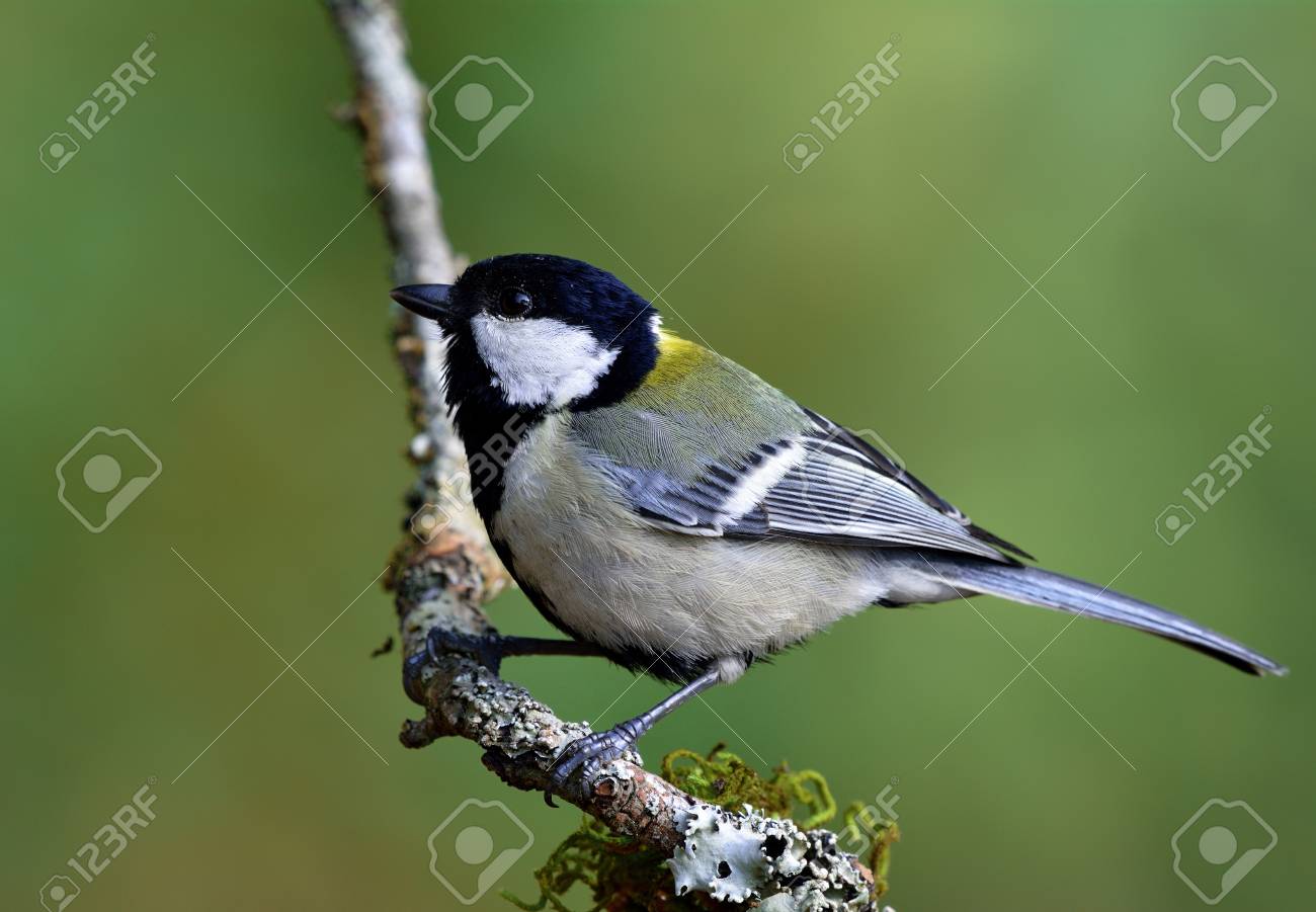 偉大なブラック ヘッドと緑の枝に止まった明るい頬黄色背部鳥に日本や東洋のシジュウカラ マイナーなヤマガラ 素敵なグレーぼかしの背景 美しい自然 の写真素材 画像素材 Image 73648806