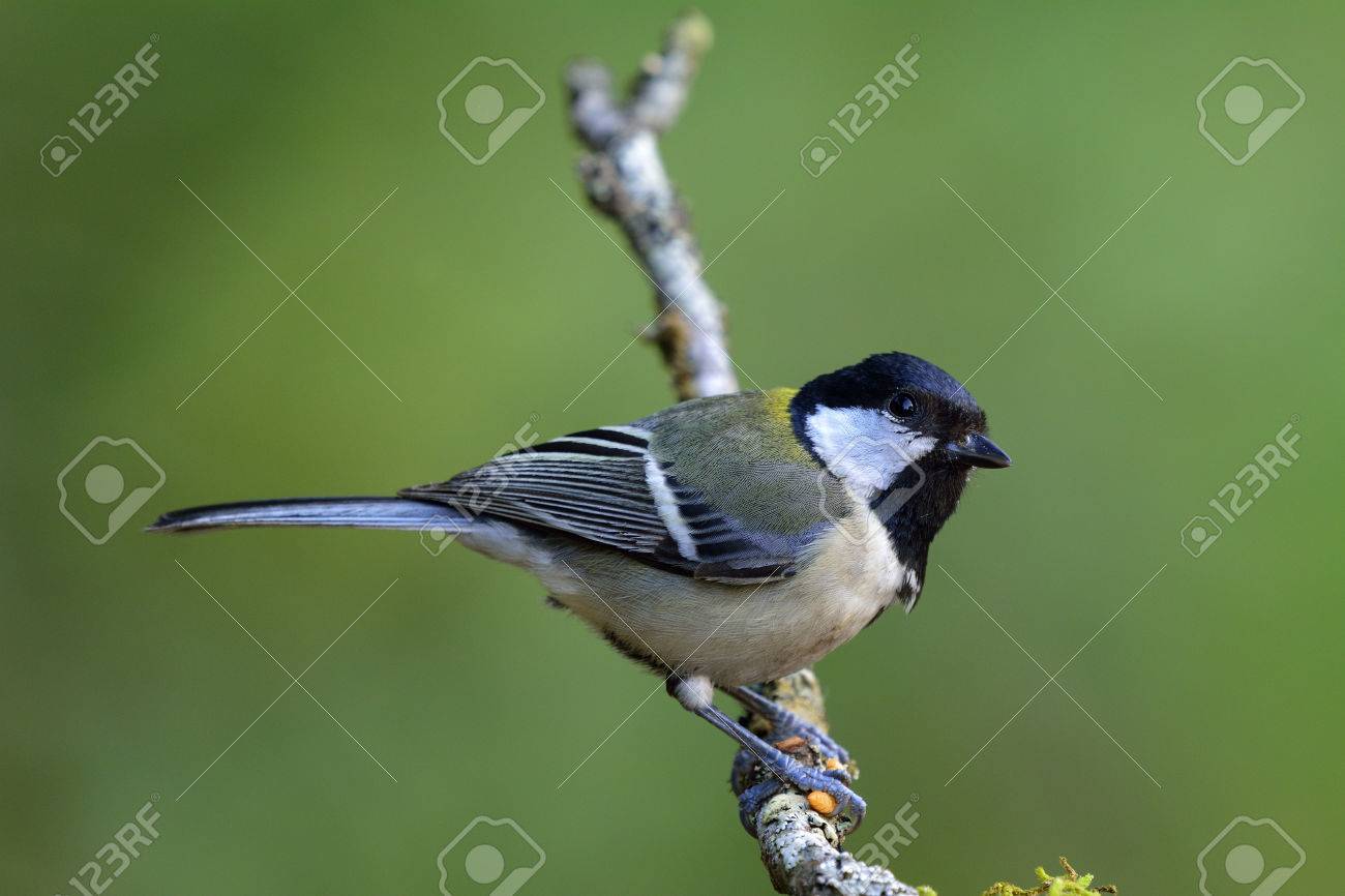 Grand Mésange Japonais Ou Oriental Parus Minor Oiseau Gris à Jaune Avec Une Joue Brillante Et Une Tête Noire Perchée Sur Une Branche De Bois