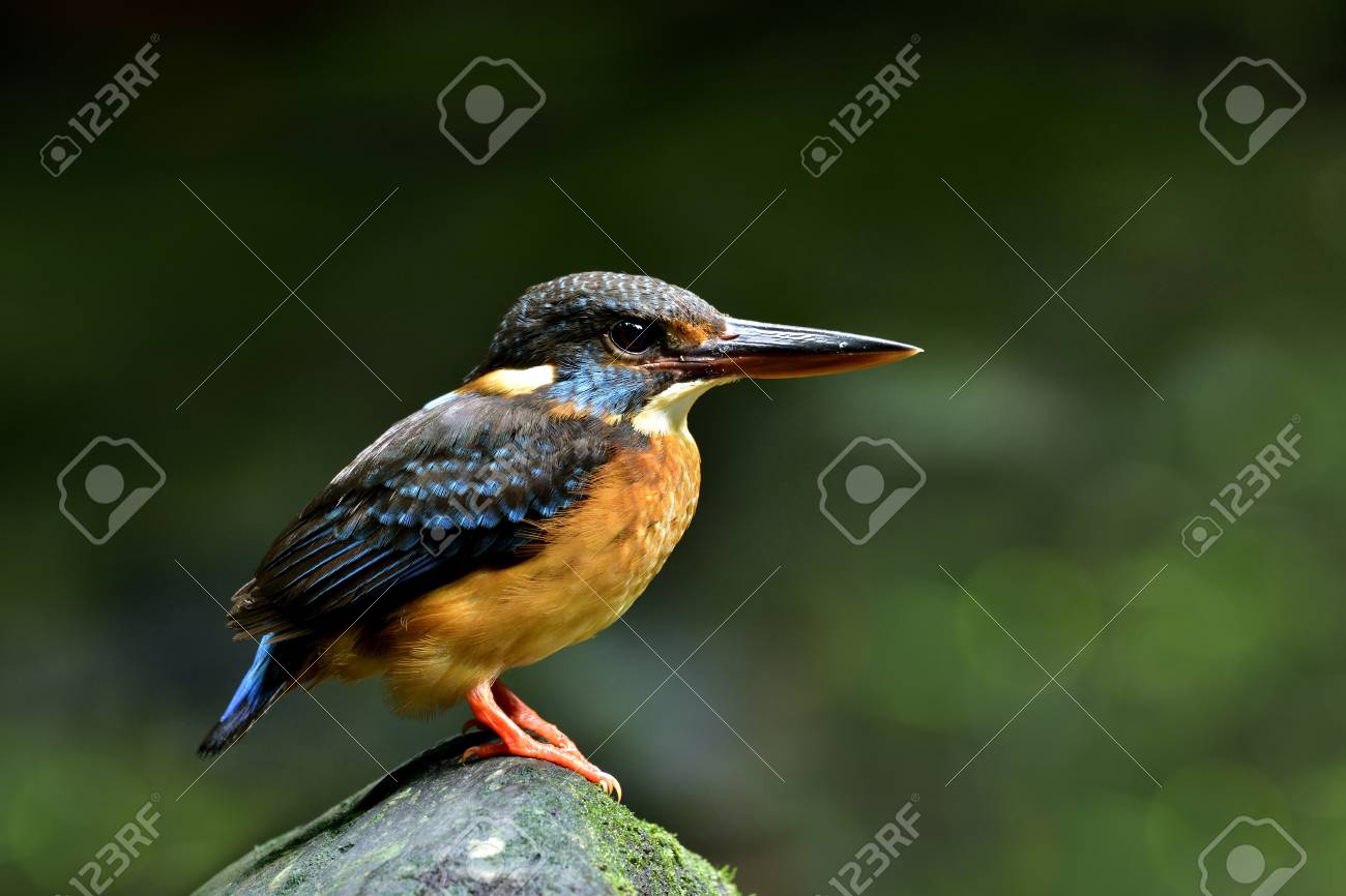 青縞カワセミ Alcedo Euryzona は彼女の赤ちゃん 美しい自然を授乳後止まったストリーム巣穴の前に岩の上の女性 の写真素材 画像素材 Image